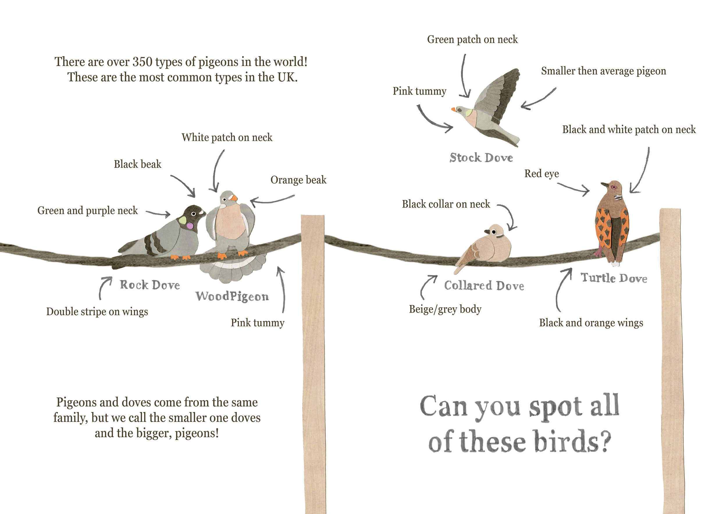 The Pigeons Around Us Book copy6.png