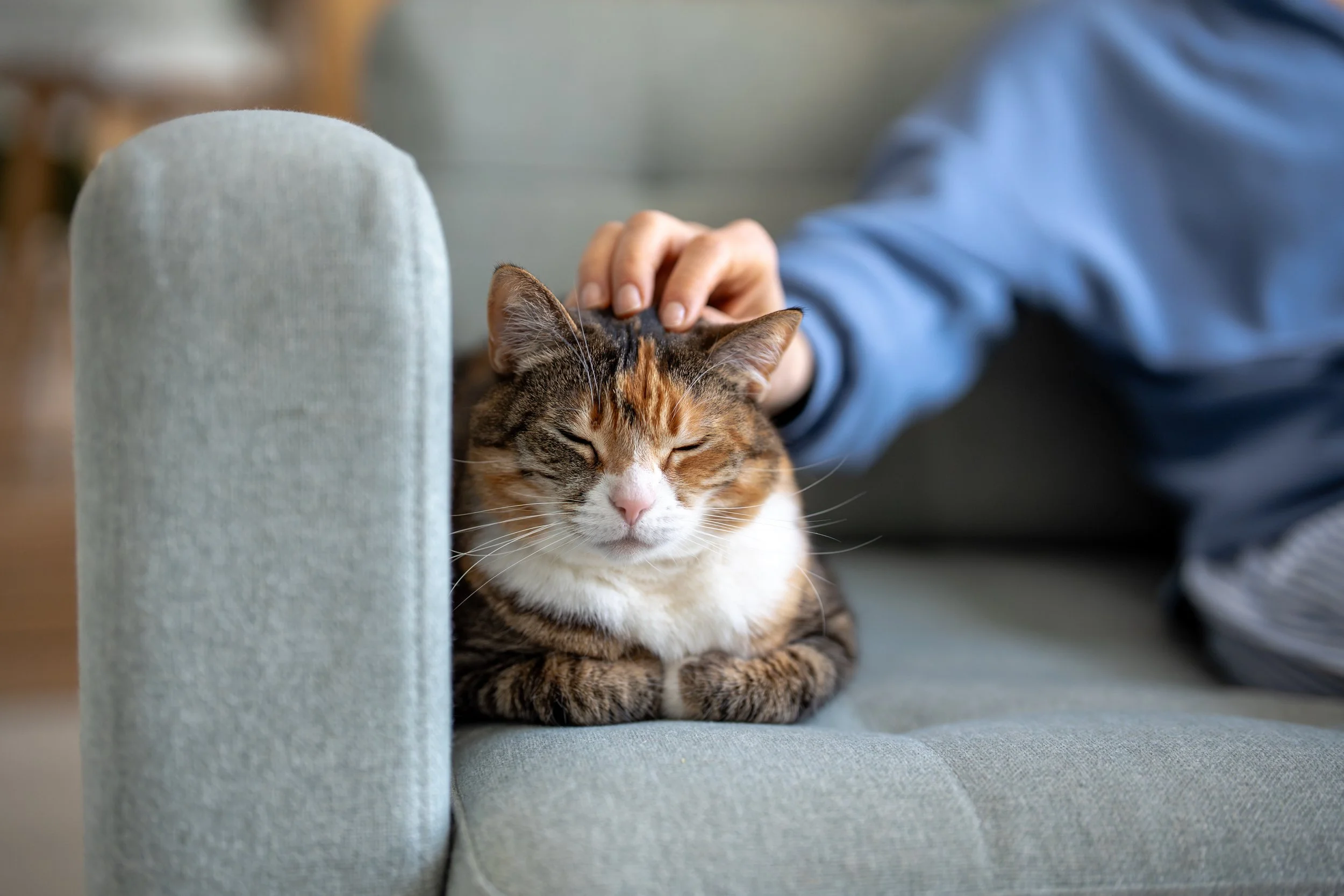 A person in a blue shirt petting a calico cat lying on a light gray upholstered sofa.