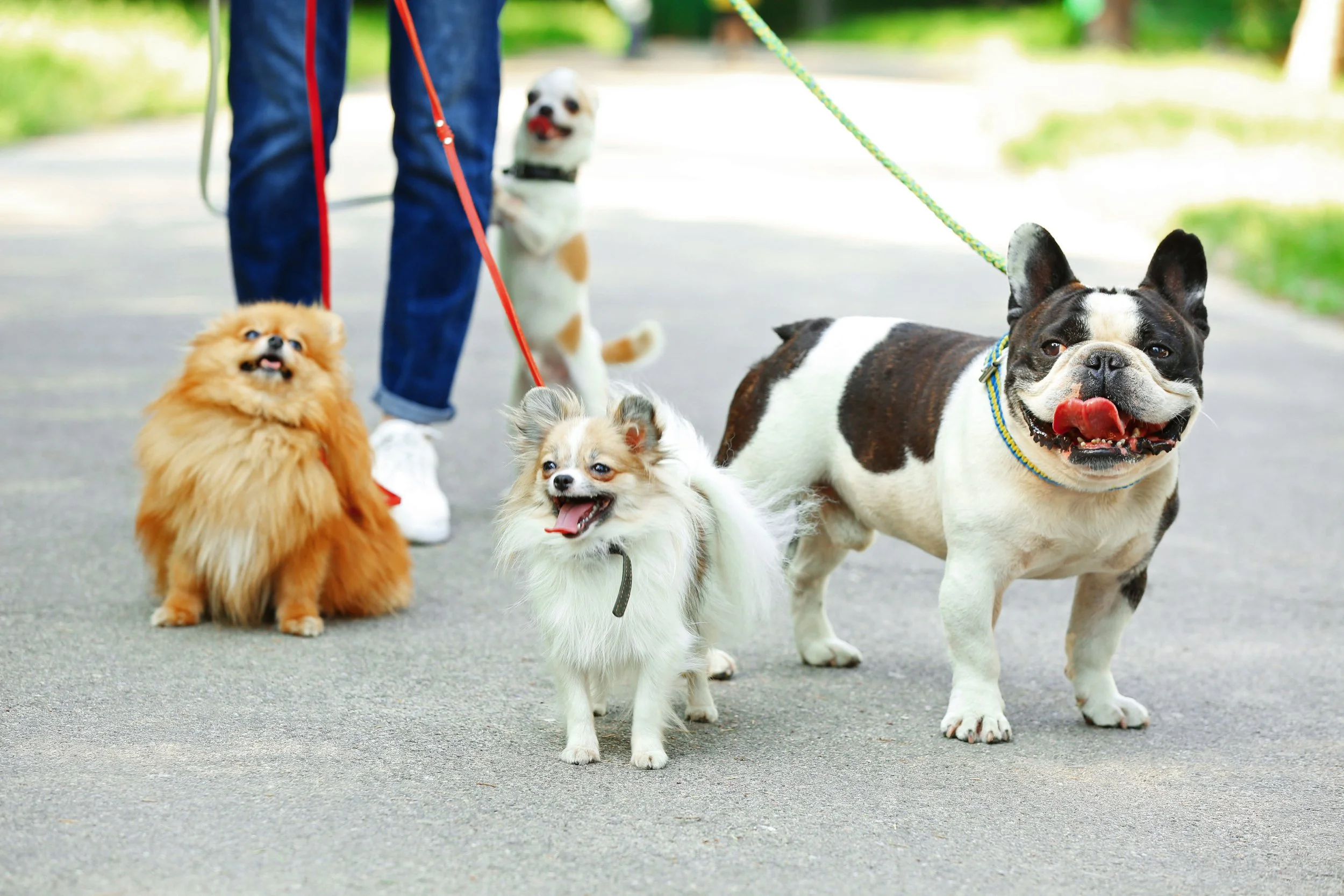 Group dog walks nearby St Henri Montreal