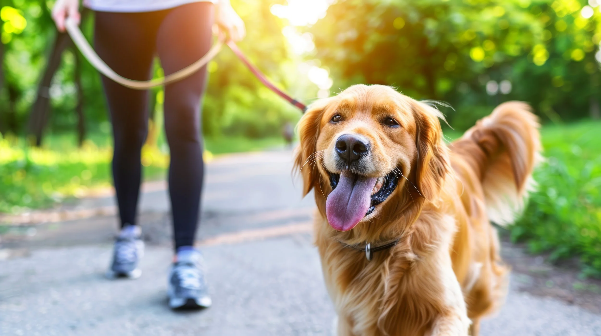 Golden retriever dog smiling with tongue out on a walk in a park with a person in black leggings and sneakers in the background.