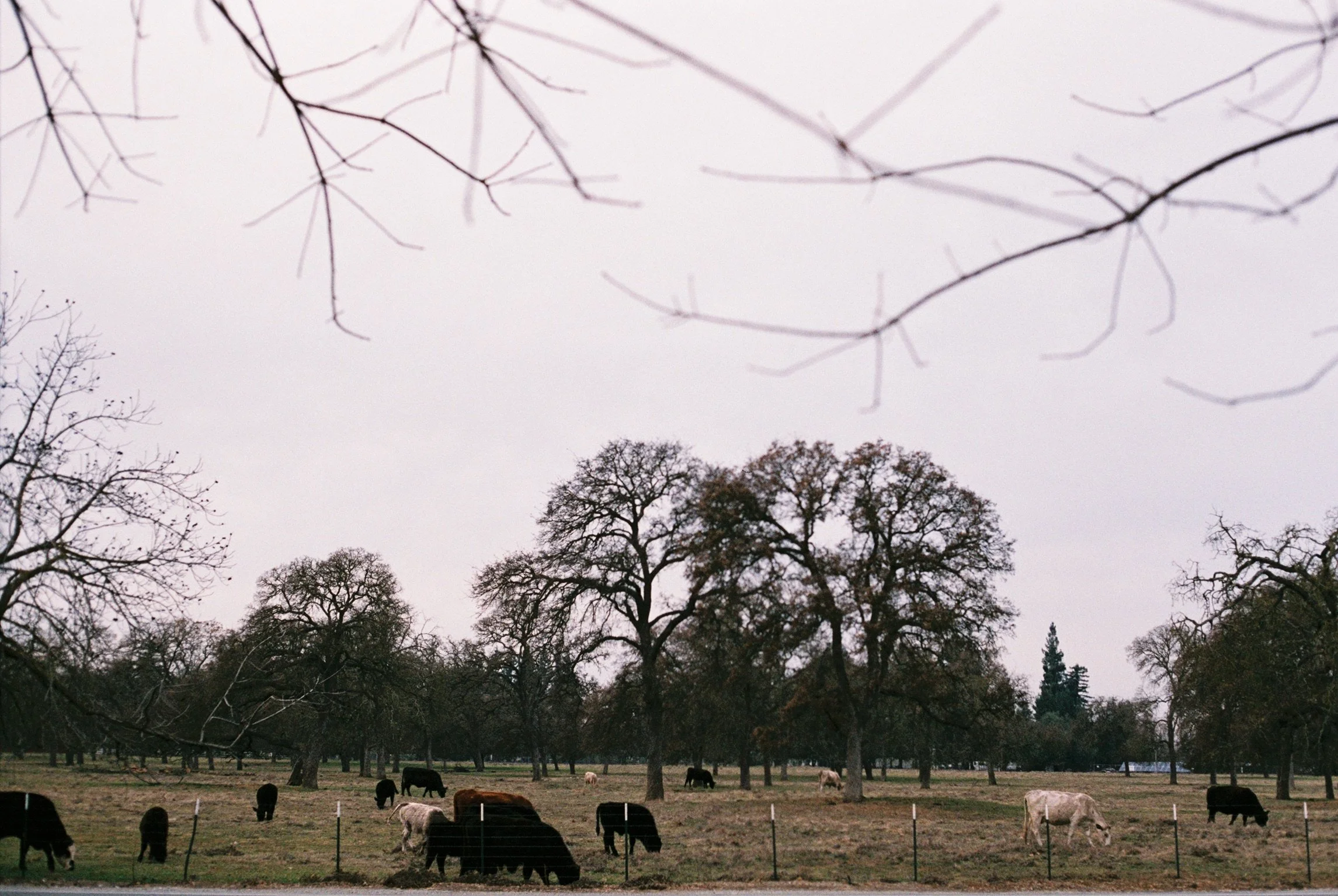 Shot on Canon AE-1
35mm film