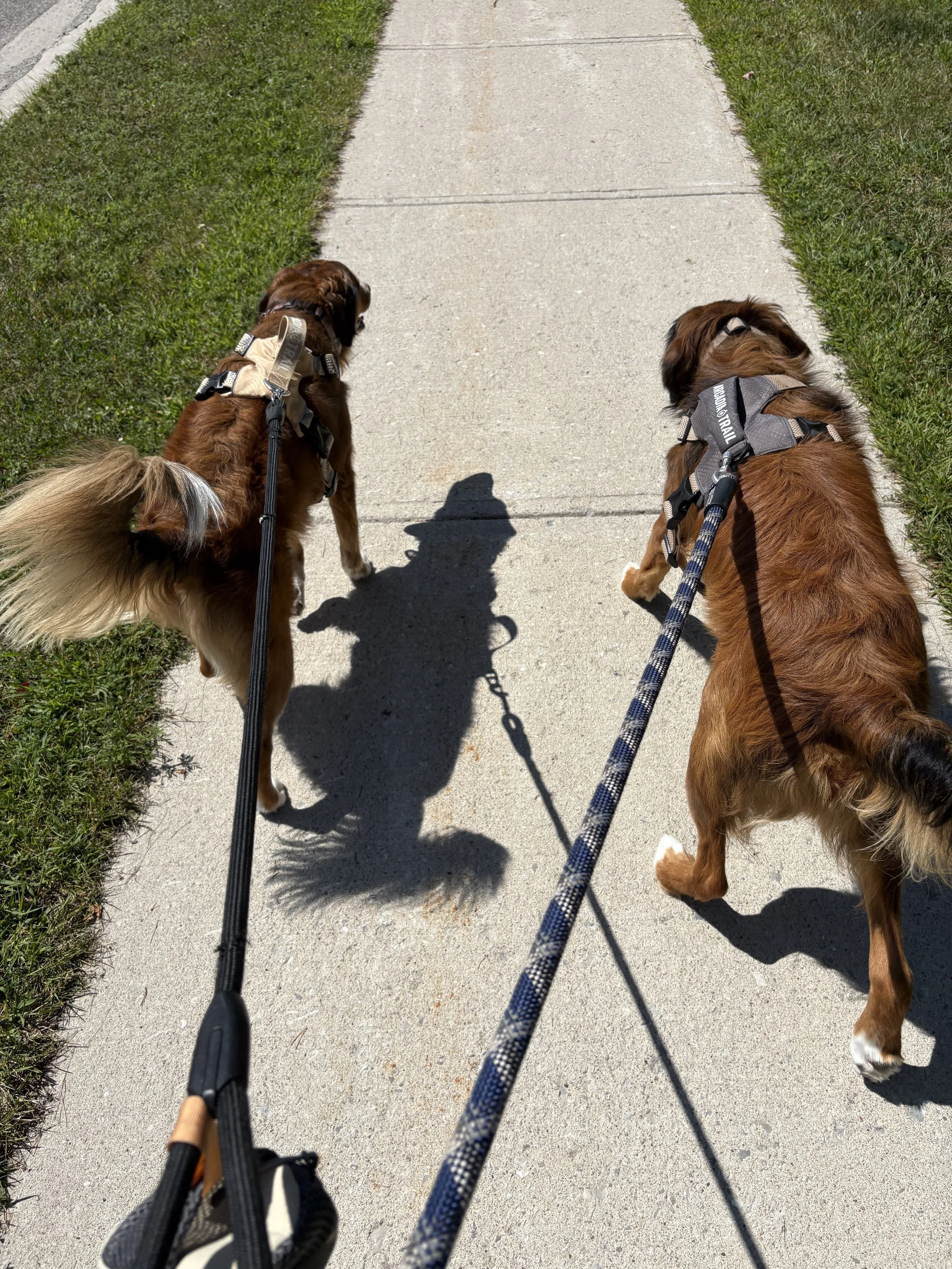 Two dogs on leashes being walked on a sidewalk, with grass on either side, during a sunny day.