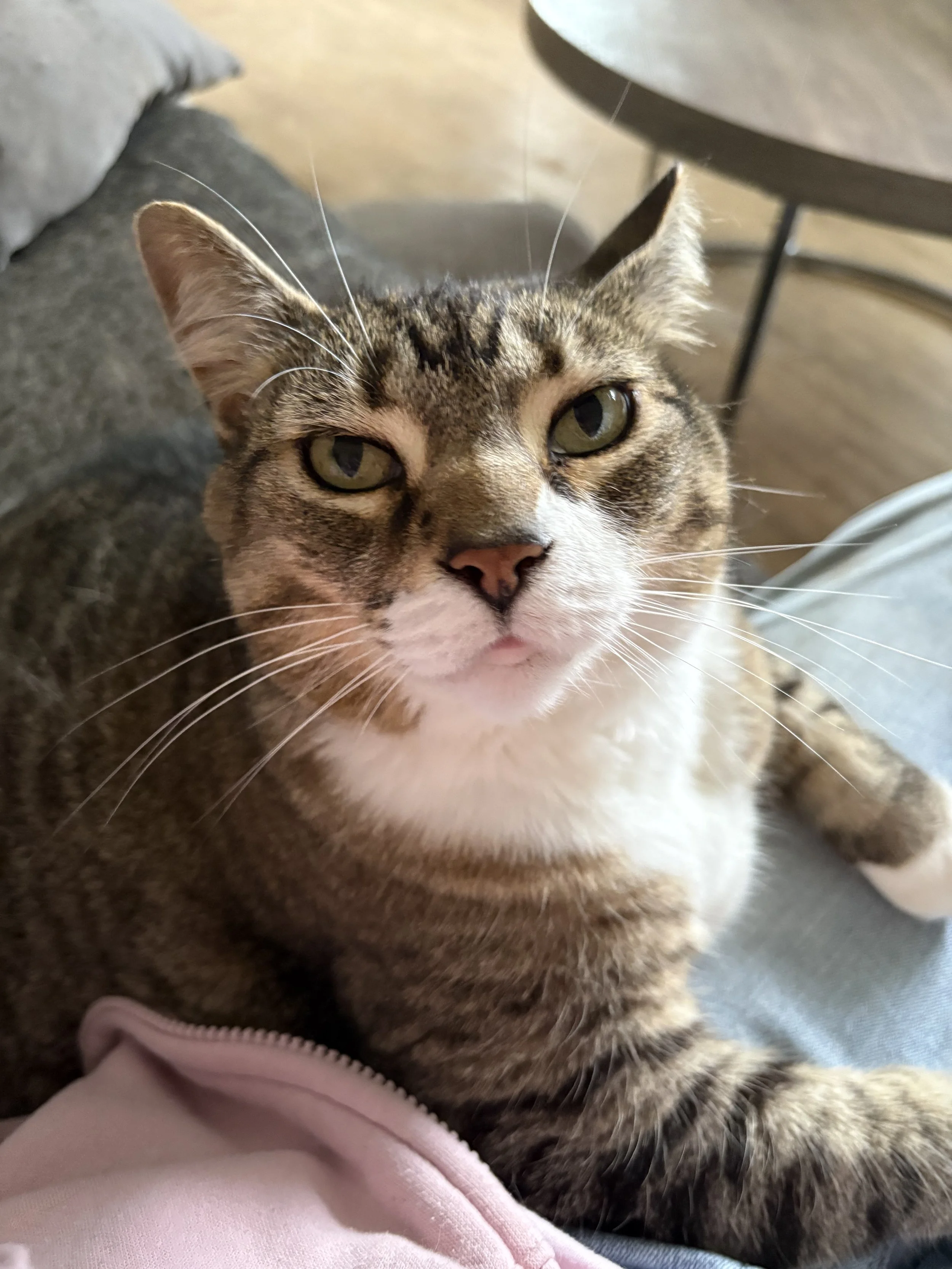 Close-up of a tabby cat with green eyes resting on a person's lap, with part of a gray sofa and a round table in the background.