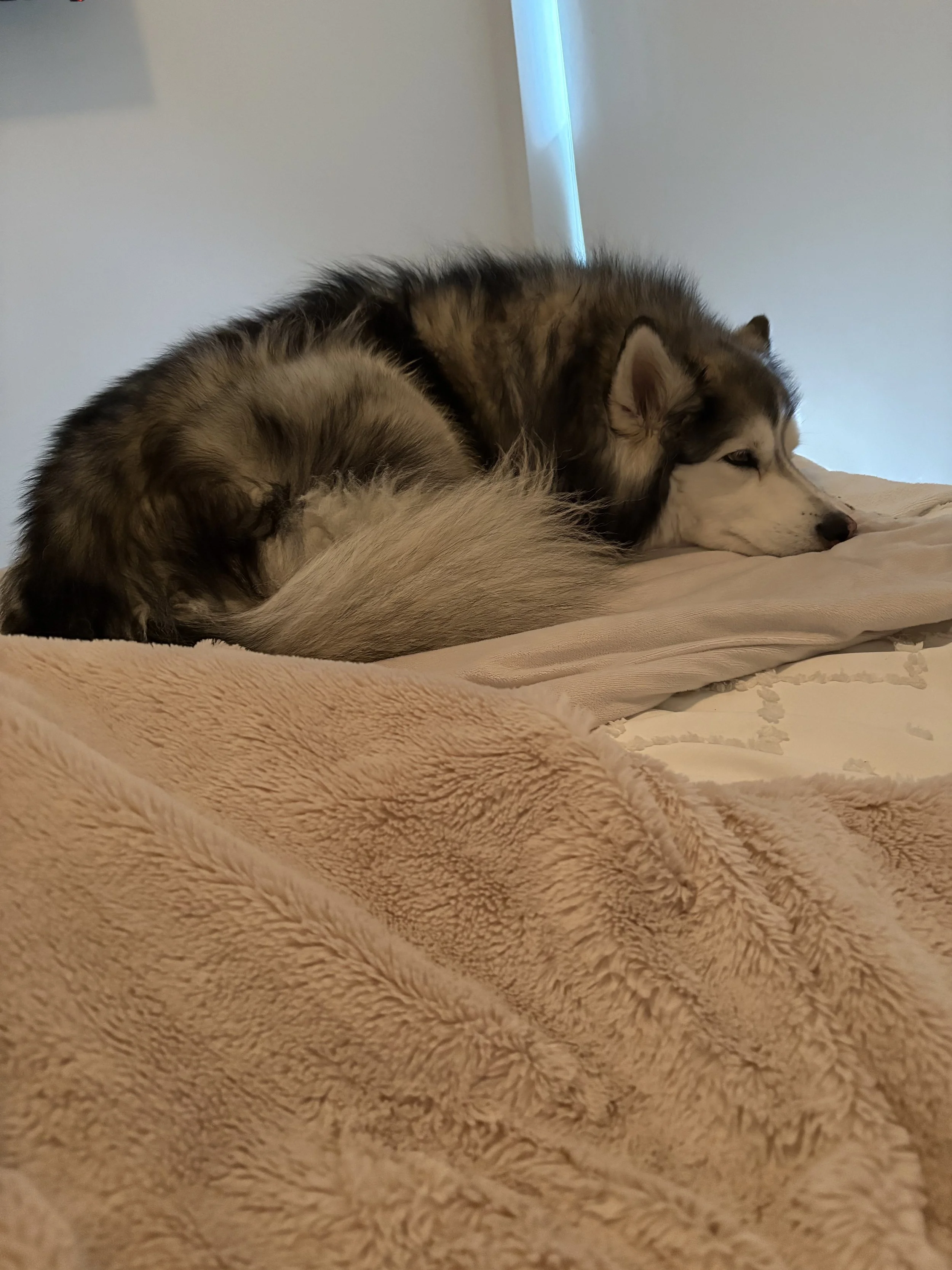 A Siberian Husky dog lying on a bed, resting its head on its front paws, on a soft, beige blanket.