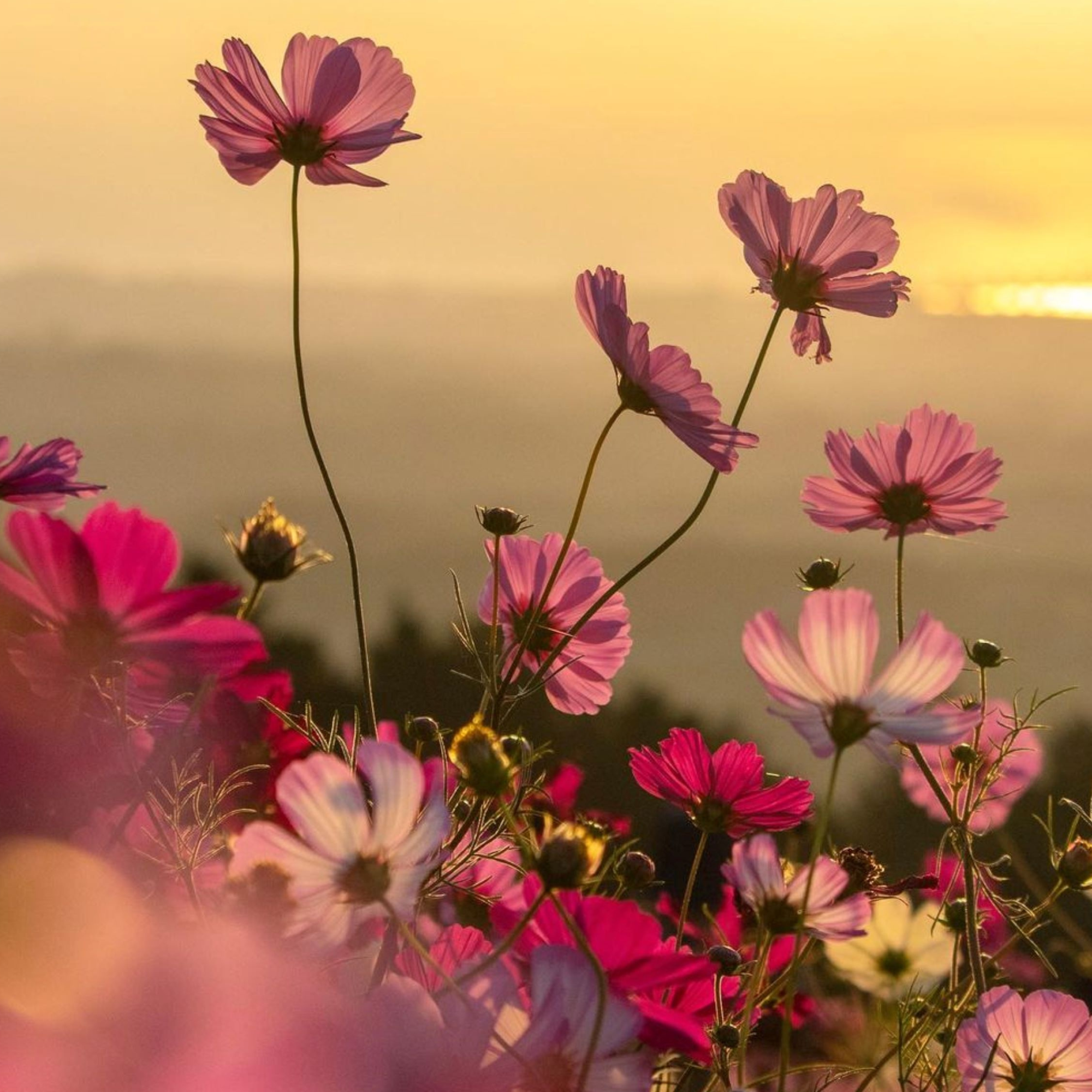Roots of Wellness Coaching Package