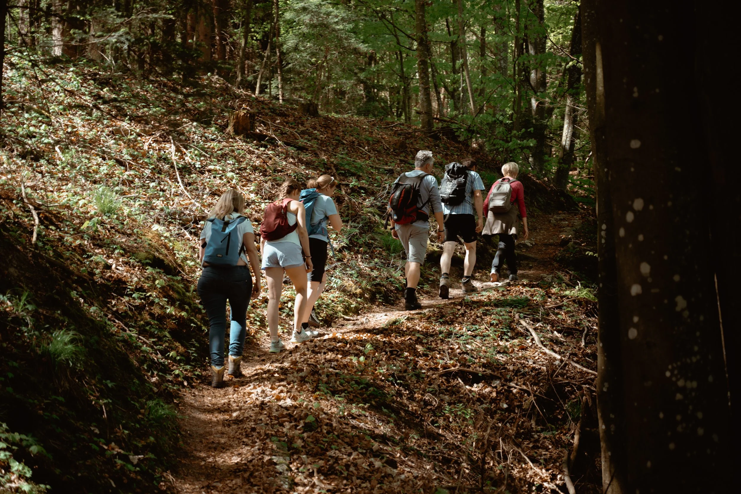 Sechs Personen wandern in einem Wald auf einem schmalen Weg, umgeben von Bäumen und Blättern auf dem Boden.