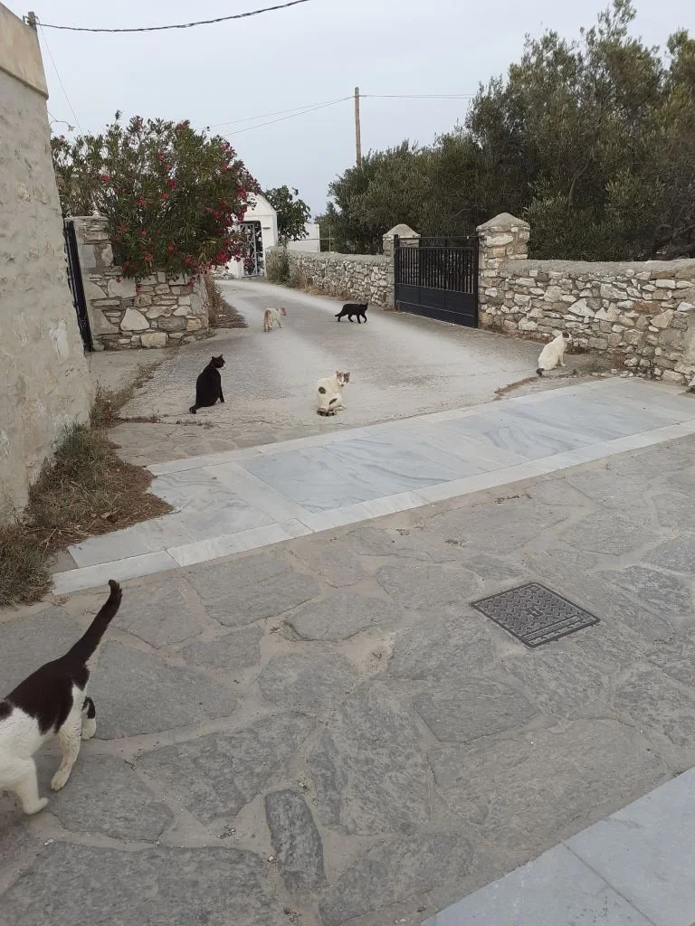 Paros1.jpg