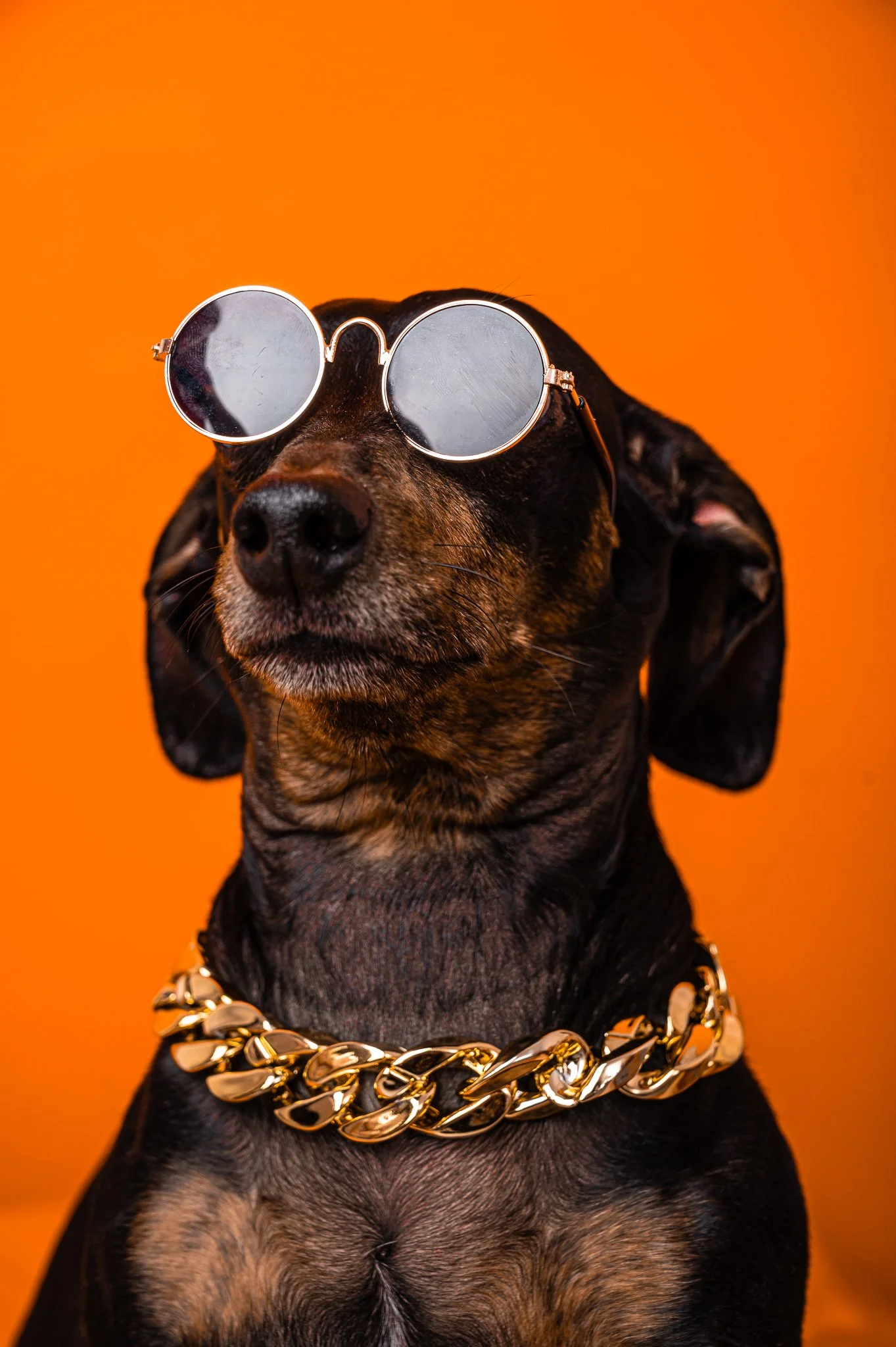Dog Masterlist 6-2728.jpg