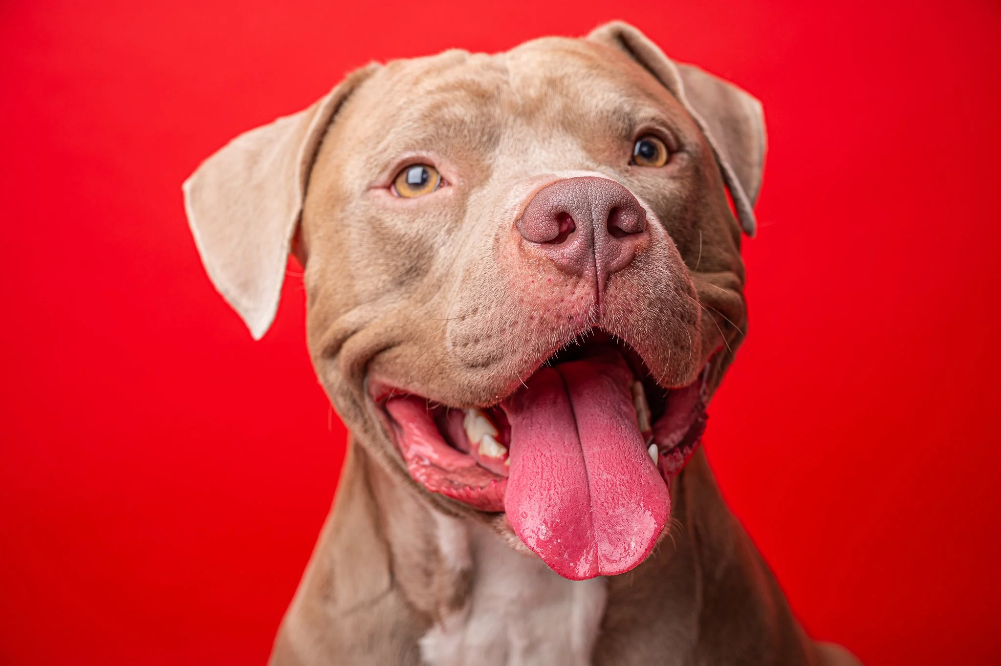 Dog Masterlist 5-2533.jpg