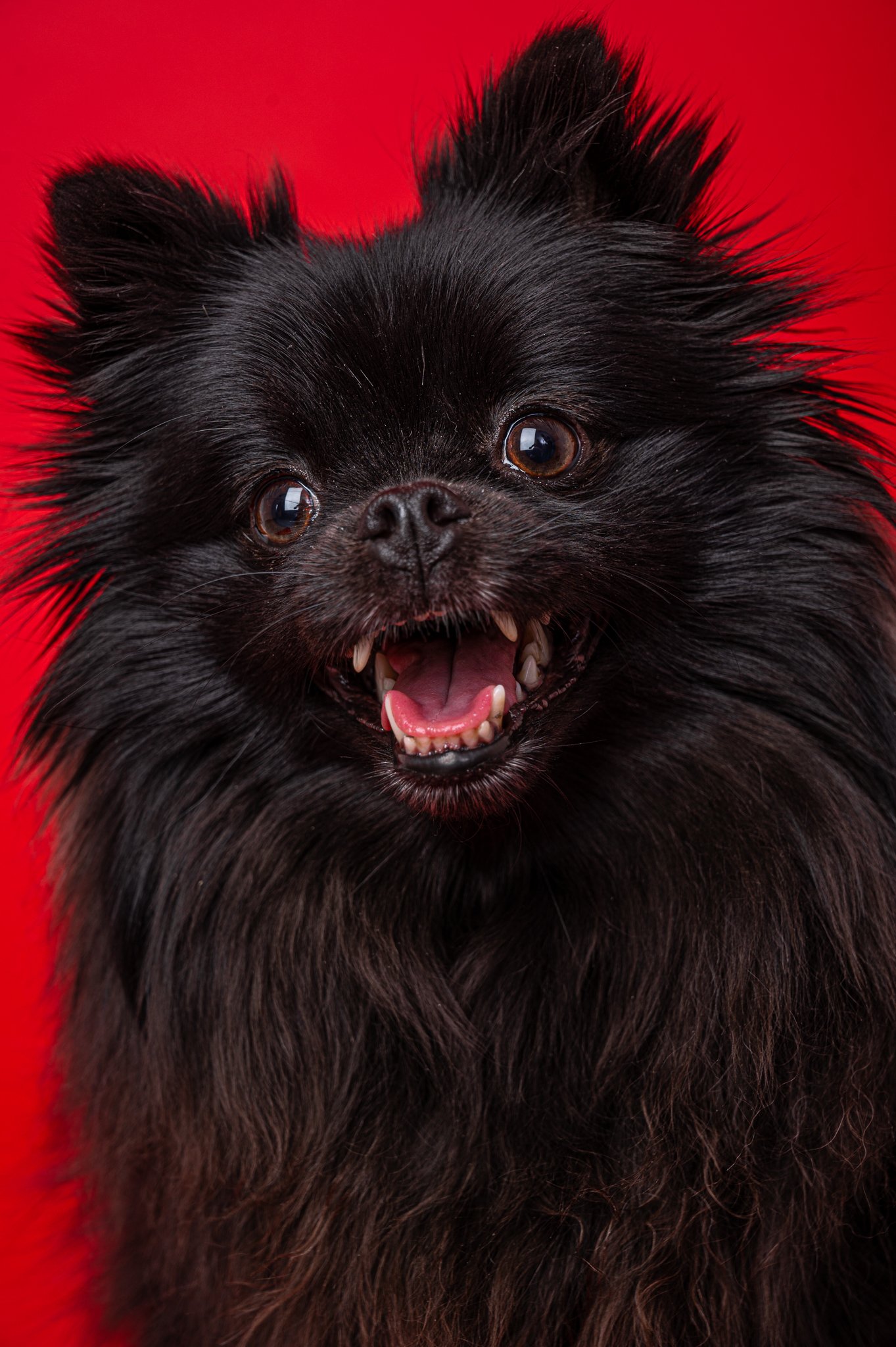 Dog Masterlist 6-2824.jpg