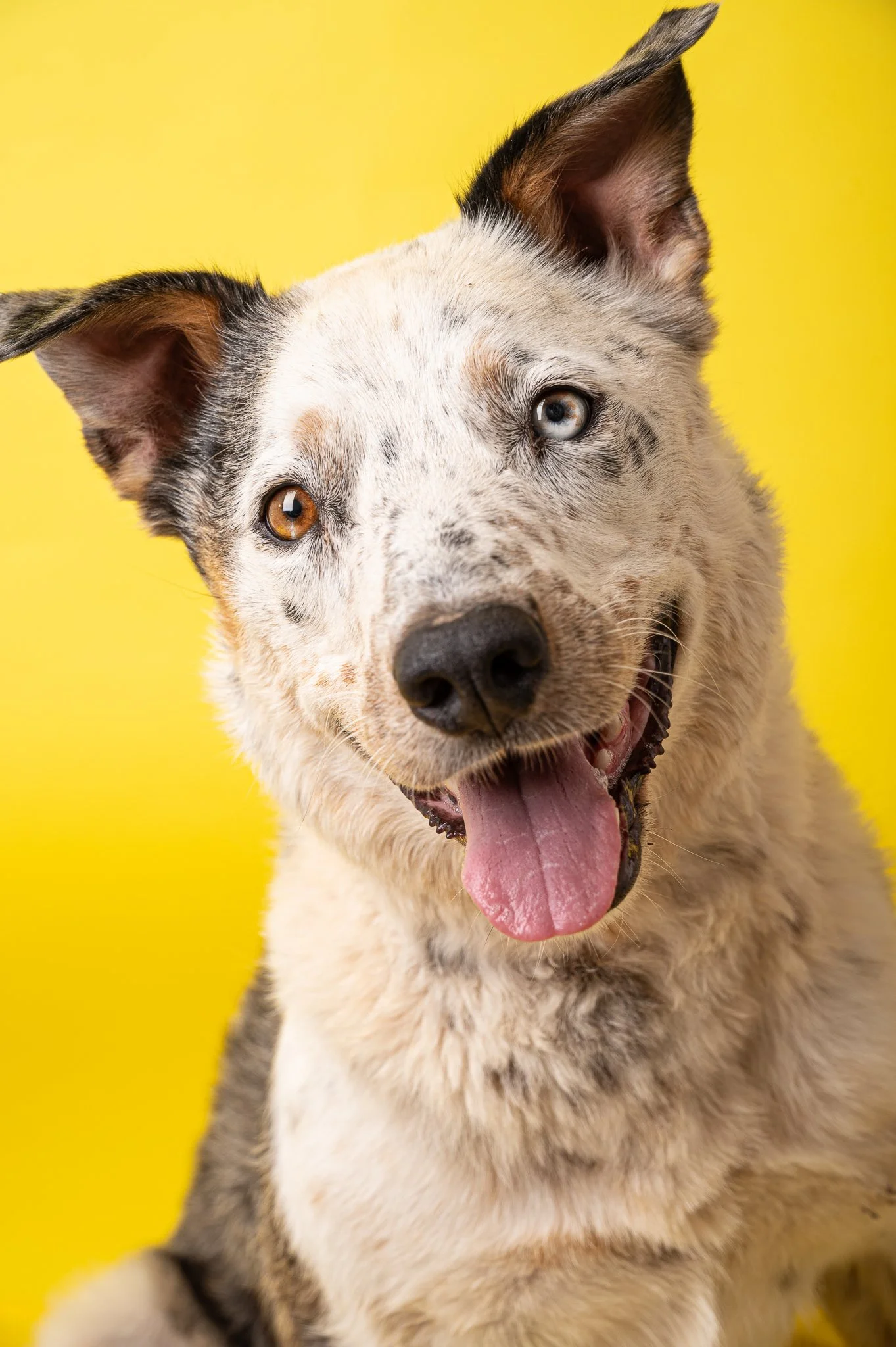 Dog Masterlist Yellow Day 2-1005.jpg