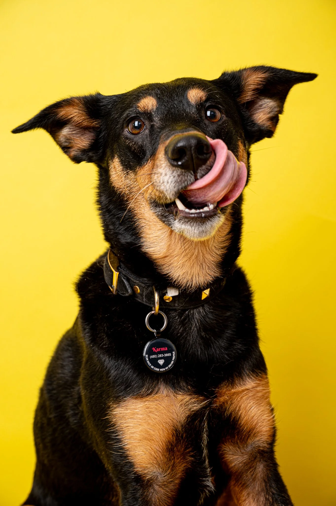 Dog Masterlist 2-491.jpg