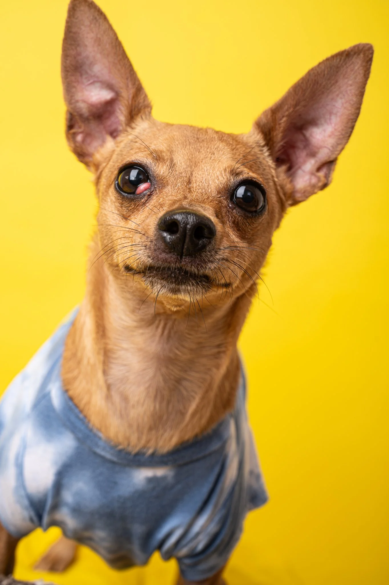 Dog Masterlist 4-2089.jpg