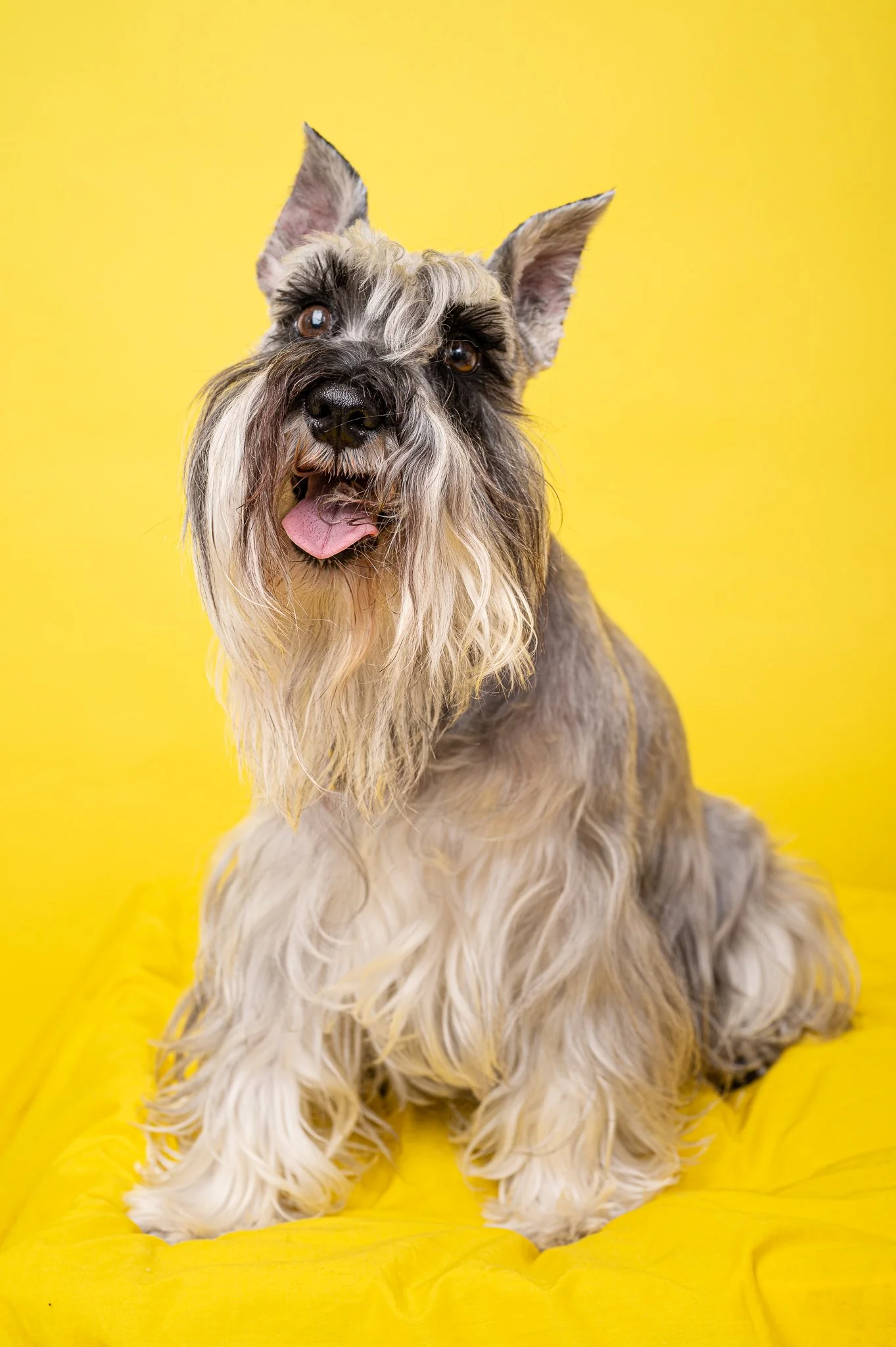Dog Masterlist 4-1919.jpg