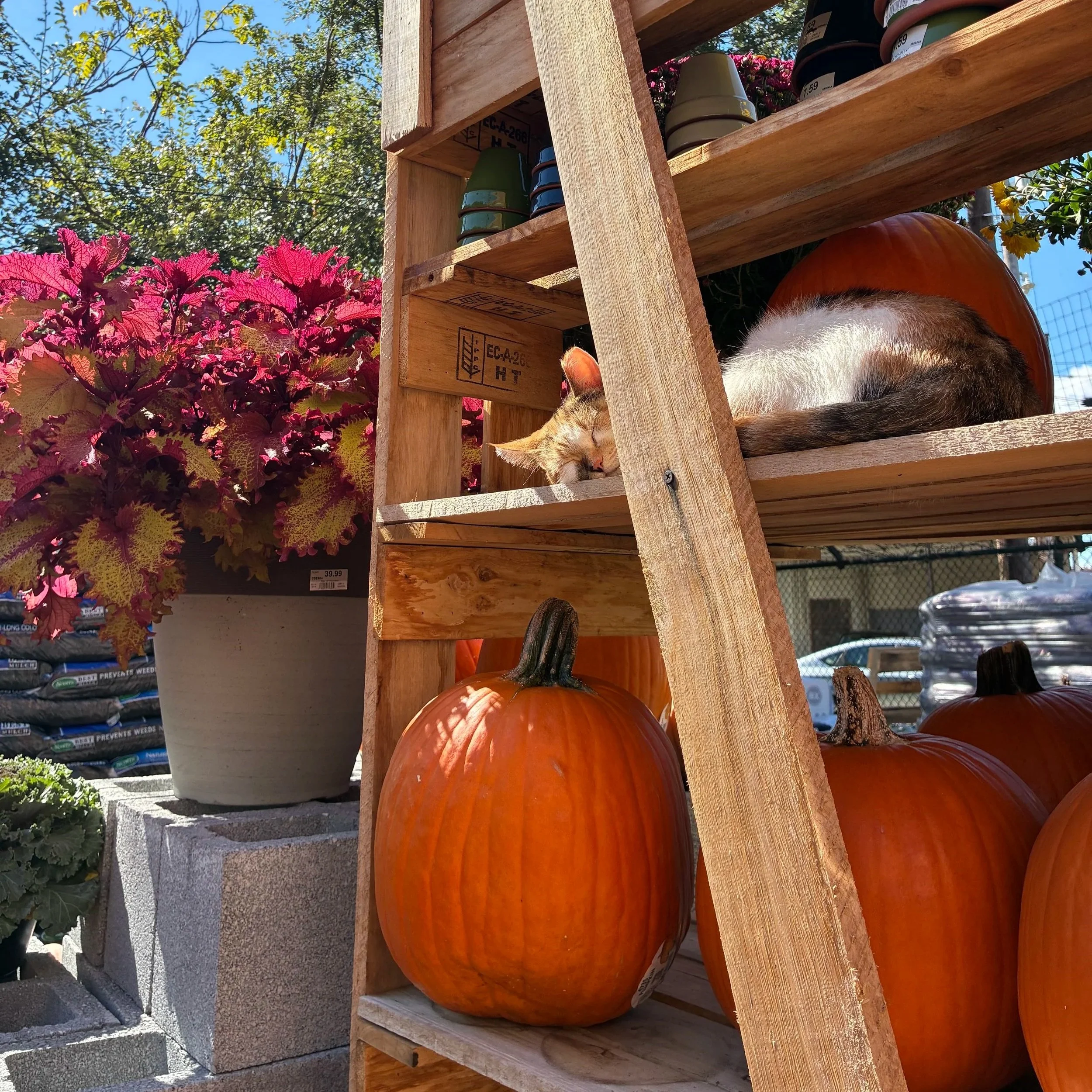Children’s Pumpkin Painting