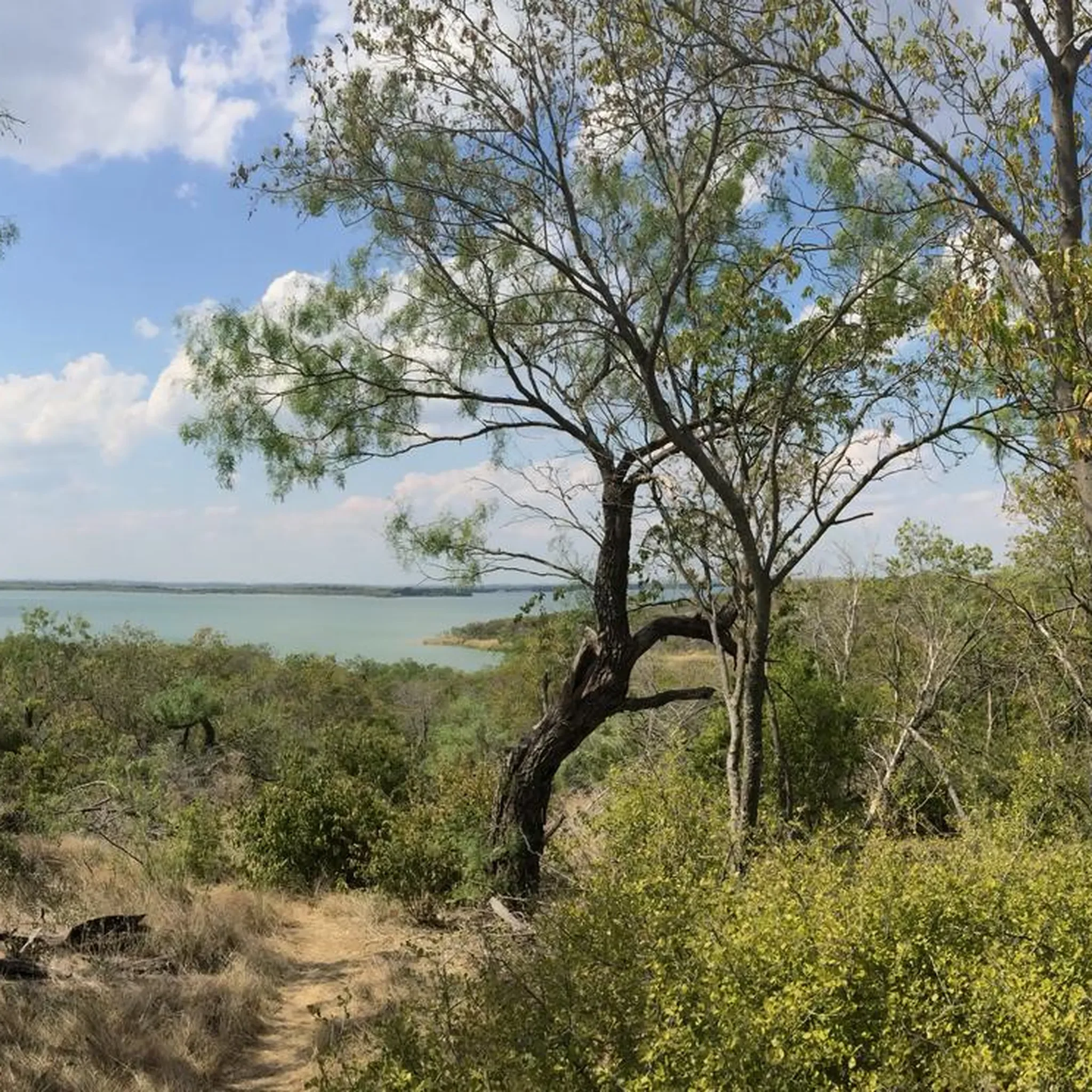 A landscape featuring a large tree with sparse green leaves, a trail, low shrubs, and a body of water in the background under a partly cloudy sky.