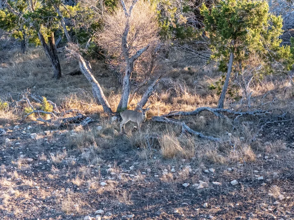 A deer standing near a tree in a dry, rocky forested area.