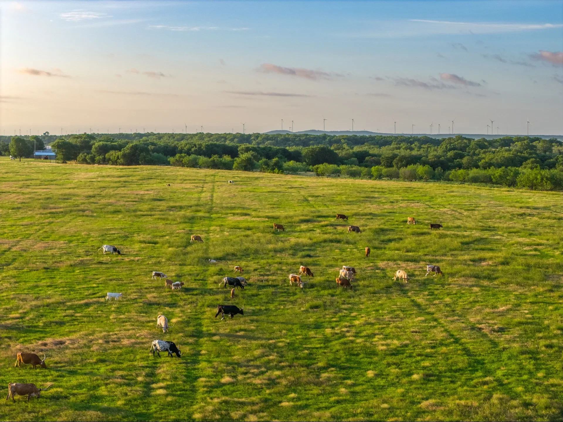 A pastoral landscape with a green field where cows are grazing, a line of trees, and wind turbines on the horizon under a partly cloudy sky at sunset.