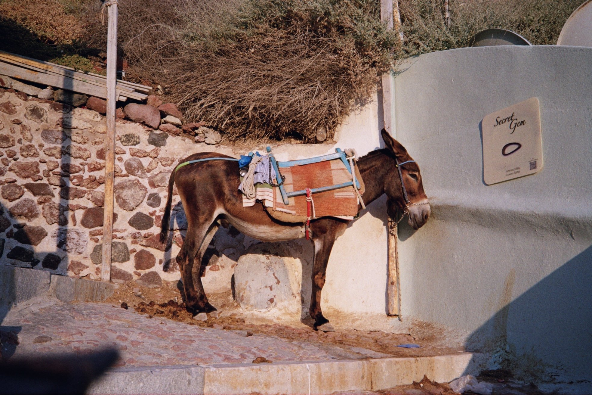 img0019 copy.jpg