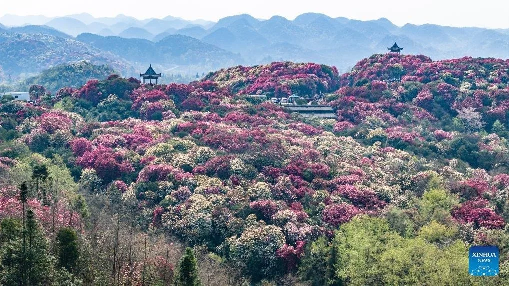 Scenic view of a mountain landscape covered in pink, white, and purple flowering trees, with two traditional pagoda-style structures perched on hills and a backdrop of distant blue mountains.