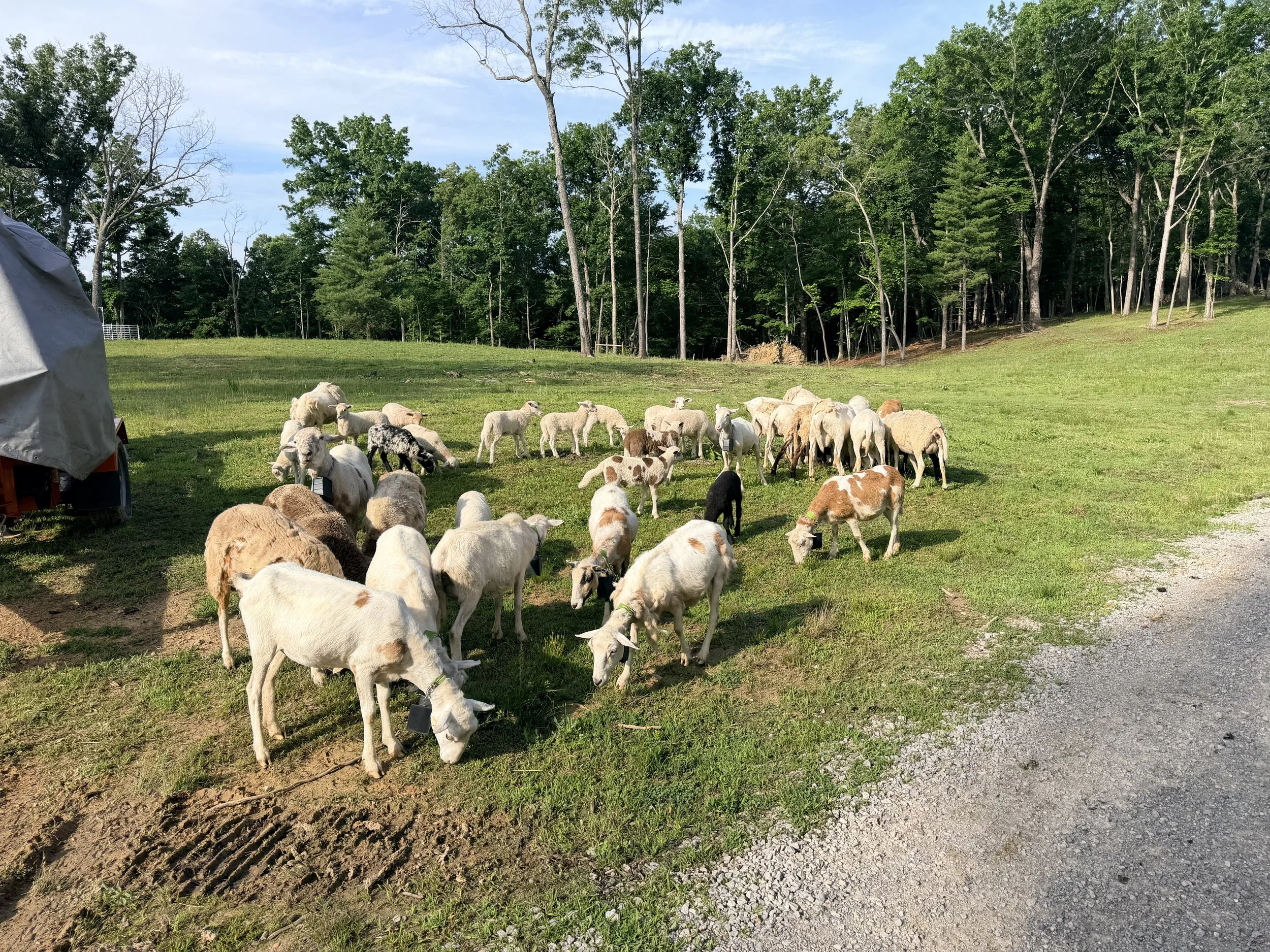 St. Croix Sheep