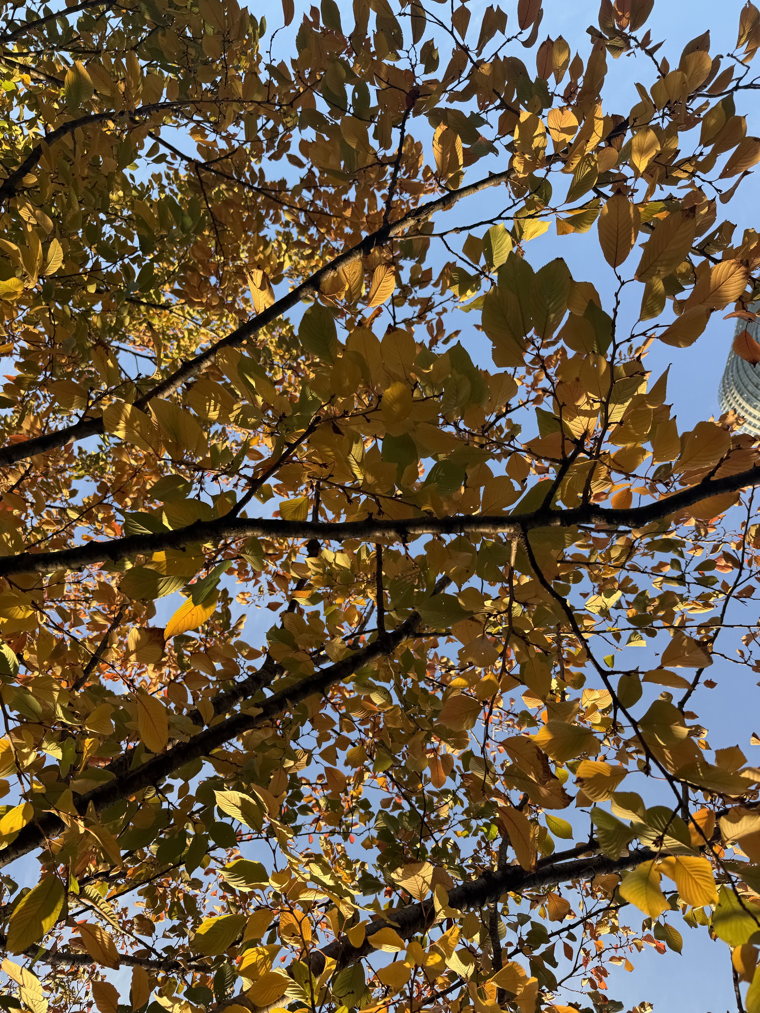 IMG_8241.jpeg