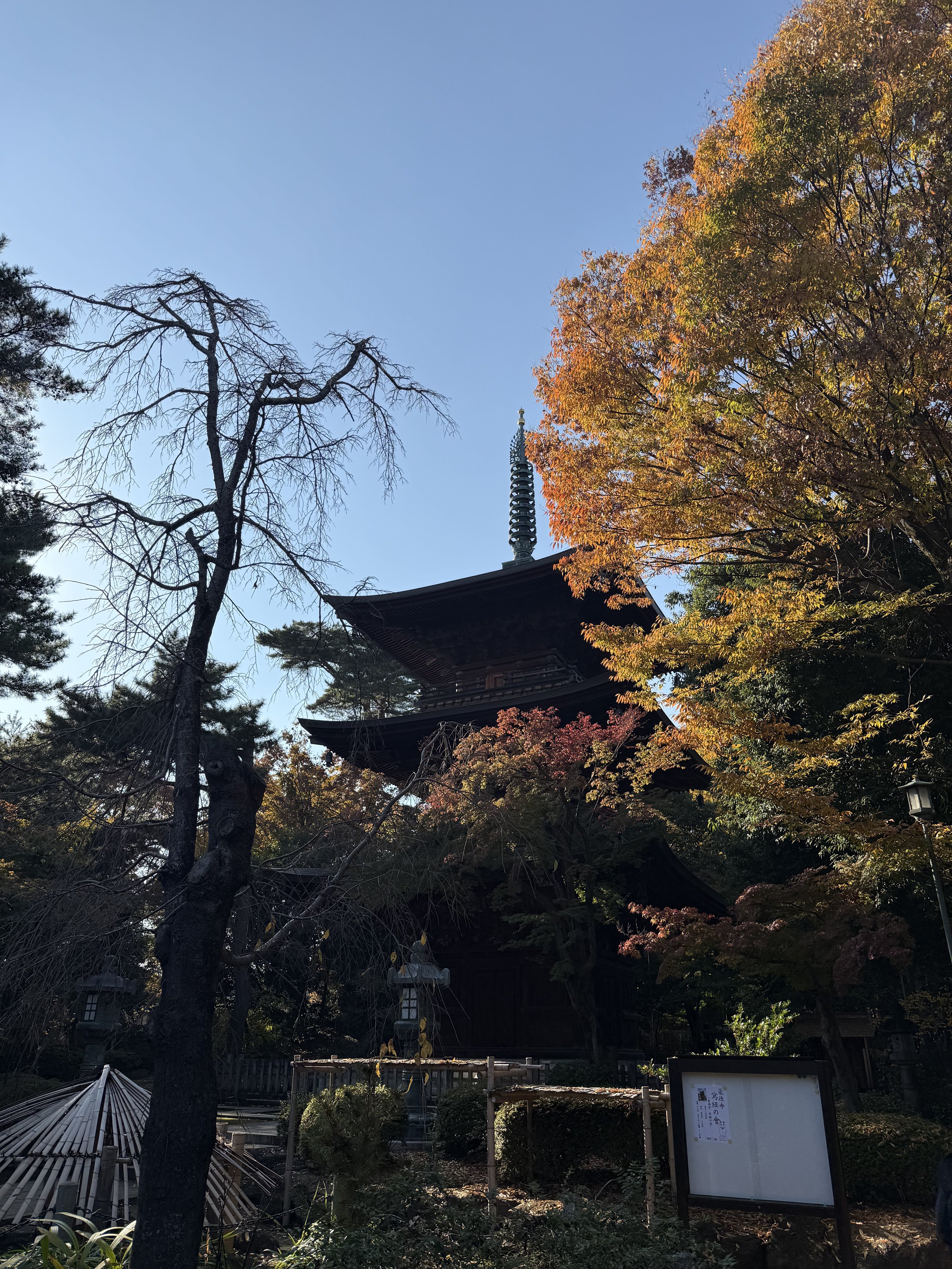 IMG_7919.jpeg