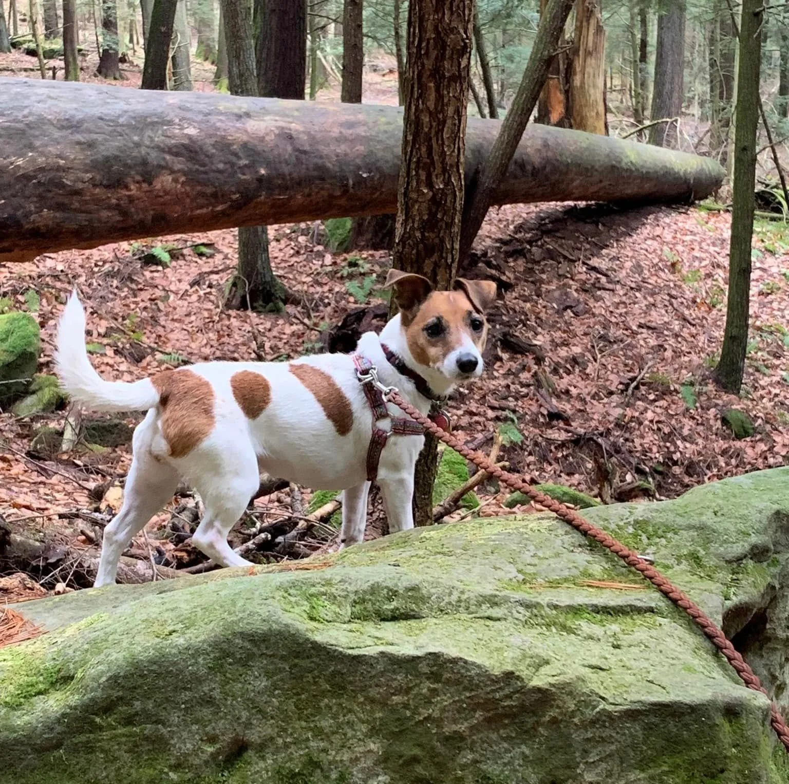 Tails on Trails!