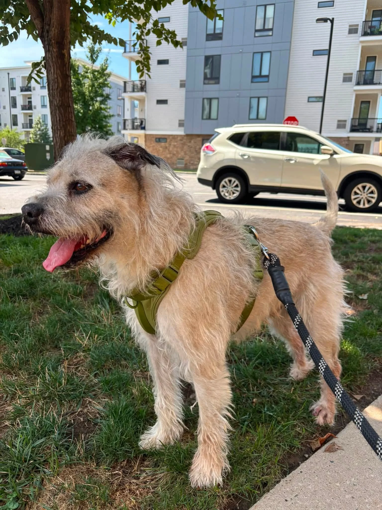 Dog Walking Services