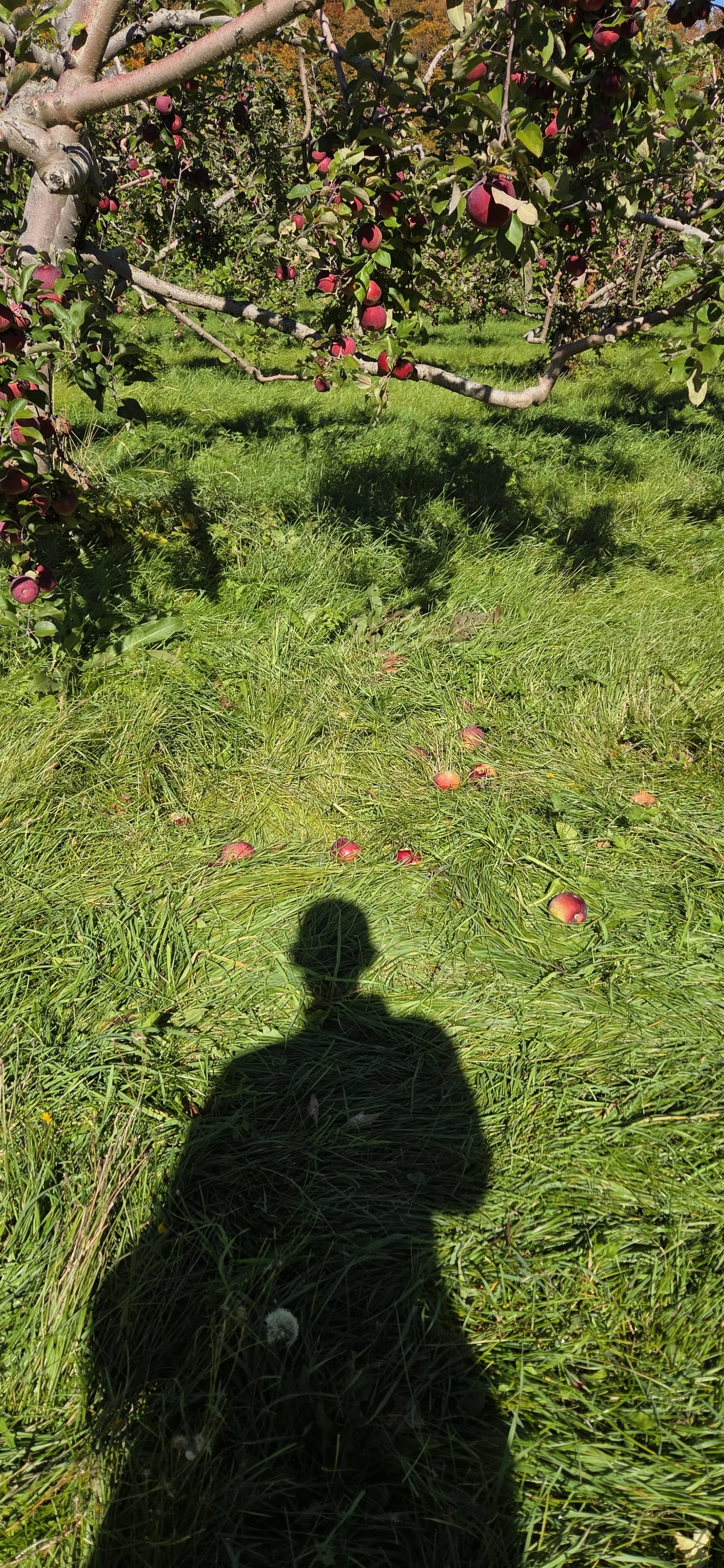 An autumn orchard with branches of a fruit tree, likely apple or crabapple, laden with red fruit. Fallen fruit on green grass beneath the tree. The shadow of a person taking the photo is visible on the grass.