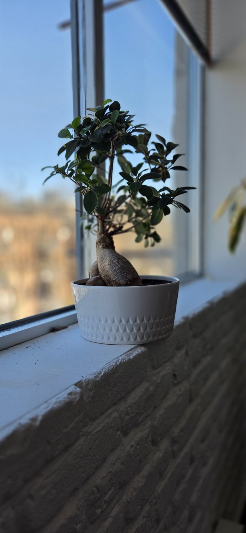 A potted bonsai tree on a windowsill with a blue sky and blurred outdoor landscape in the background.