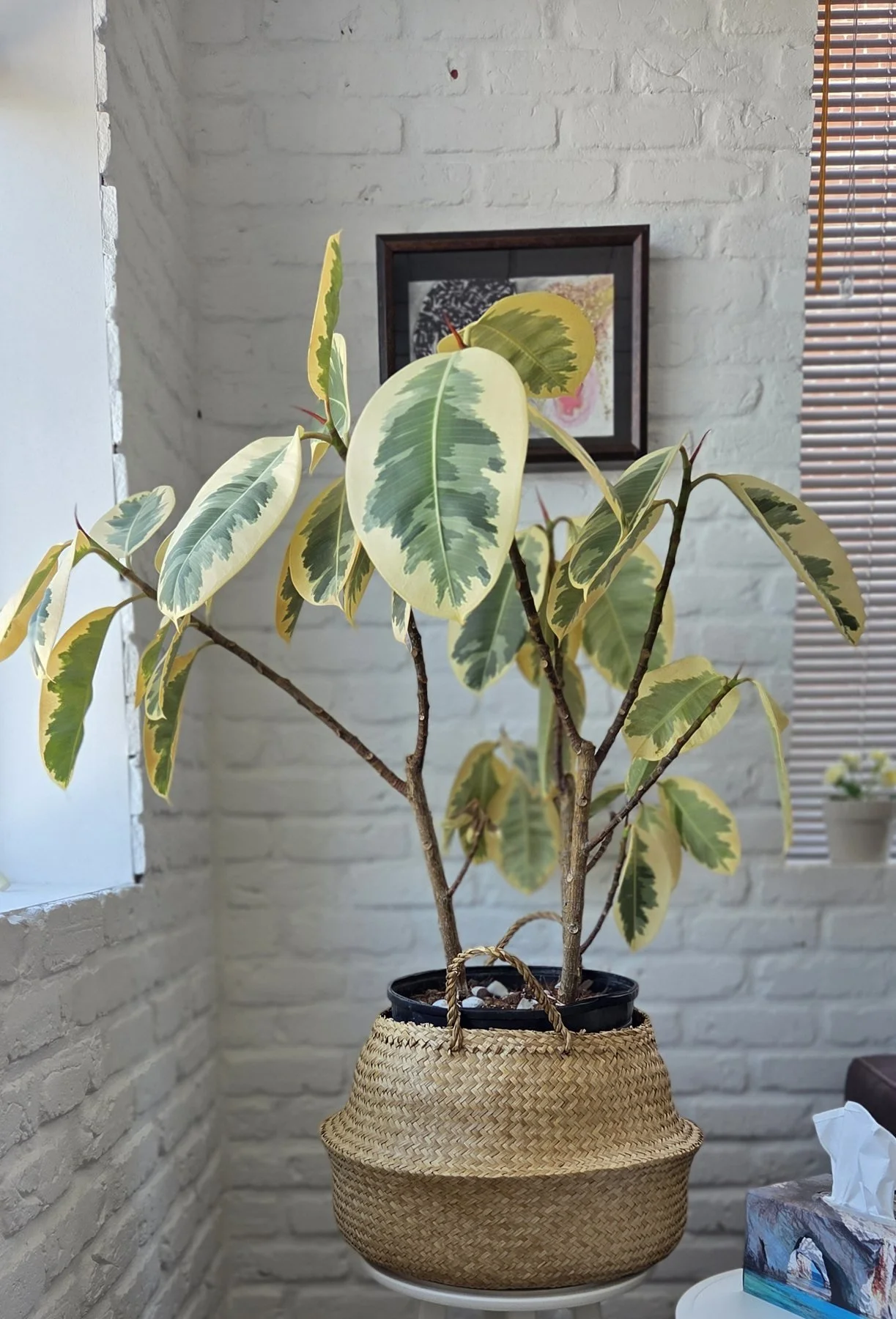 Indoor potted variegated rubber plant with cream and green leaves in a woven basket planter in front of a white brick wall with framed artwork and a window with blinds.