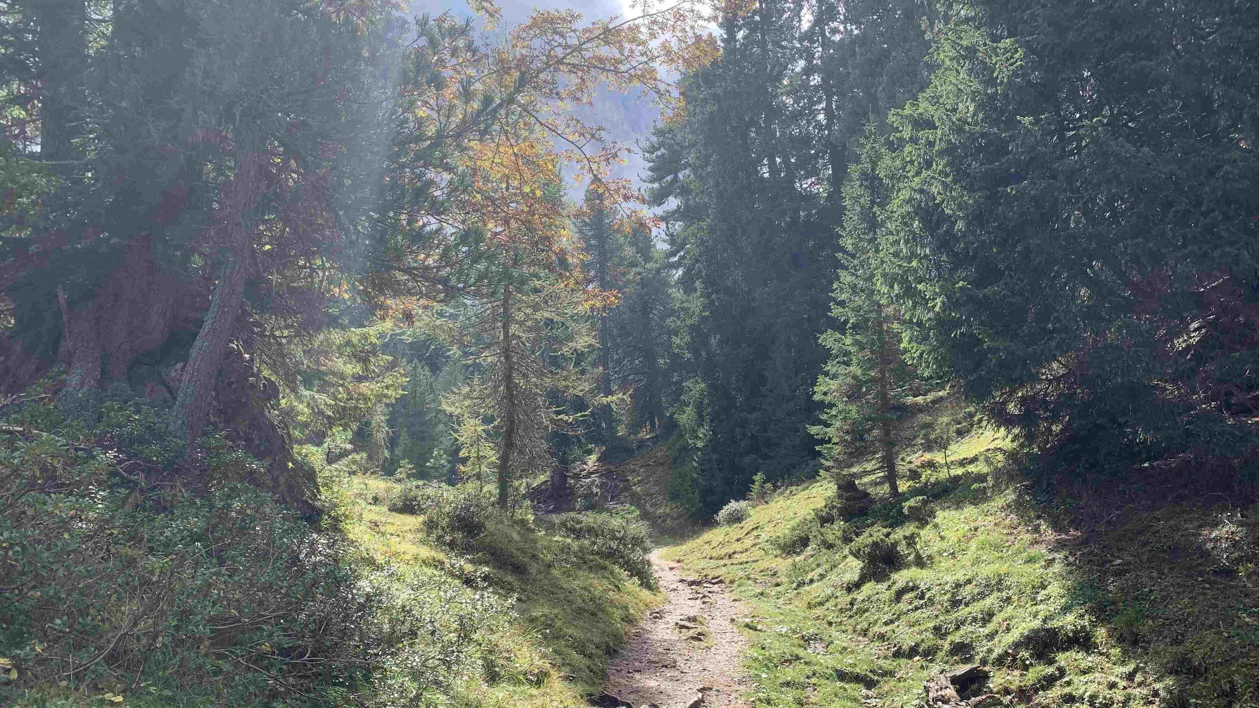 A forest trail surrounded by tall trees, with sunlight filtering through the branches, creating a peaceful, wooded scene.