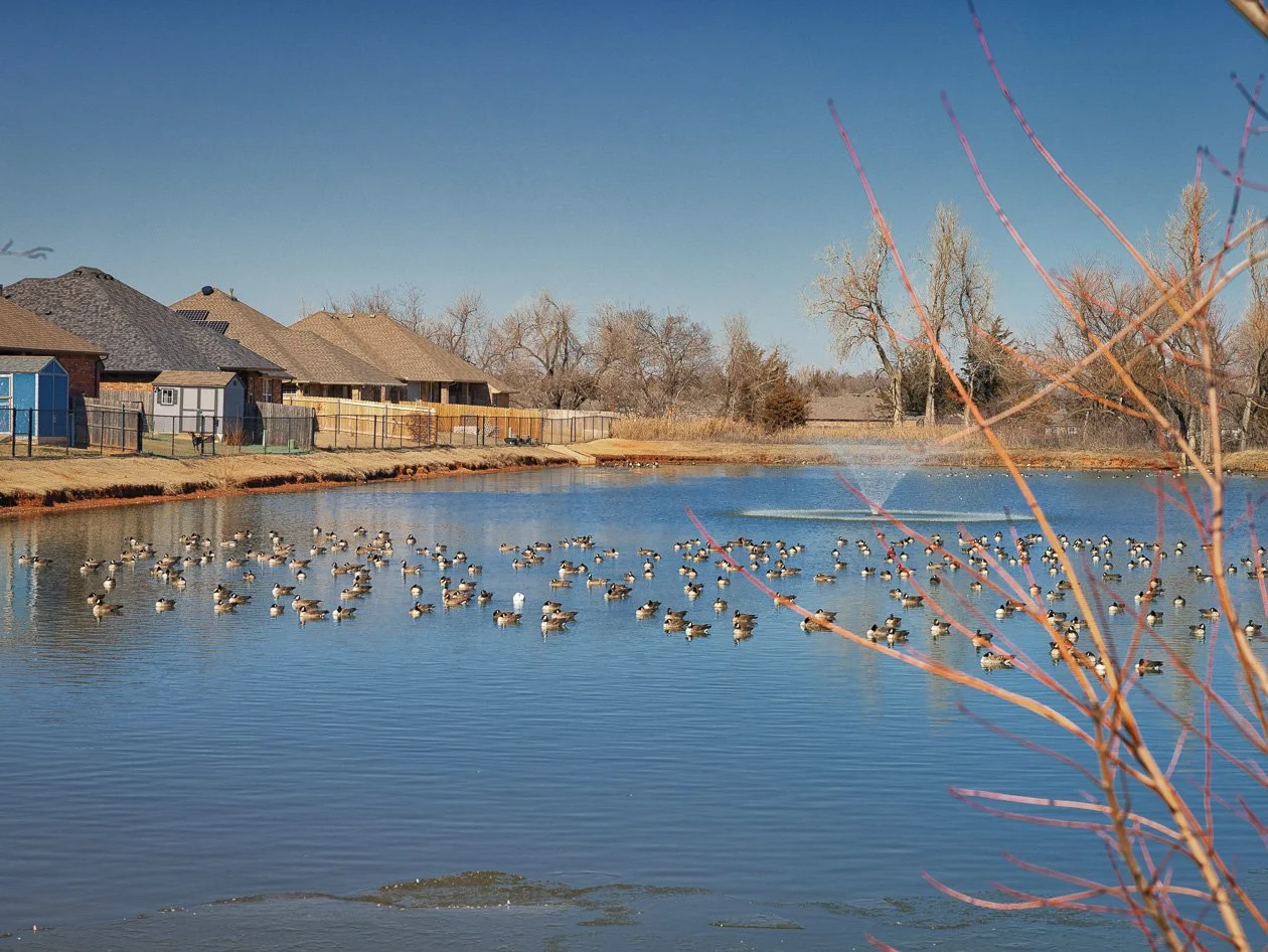 Ducks swimming in the Hunters Hill neighborhood pond in Mustang, Oklahoma, with brick homes, fenced yards, and trees along the shoreline.