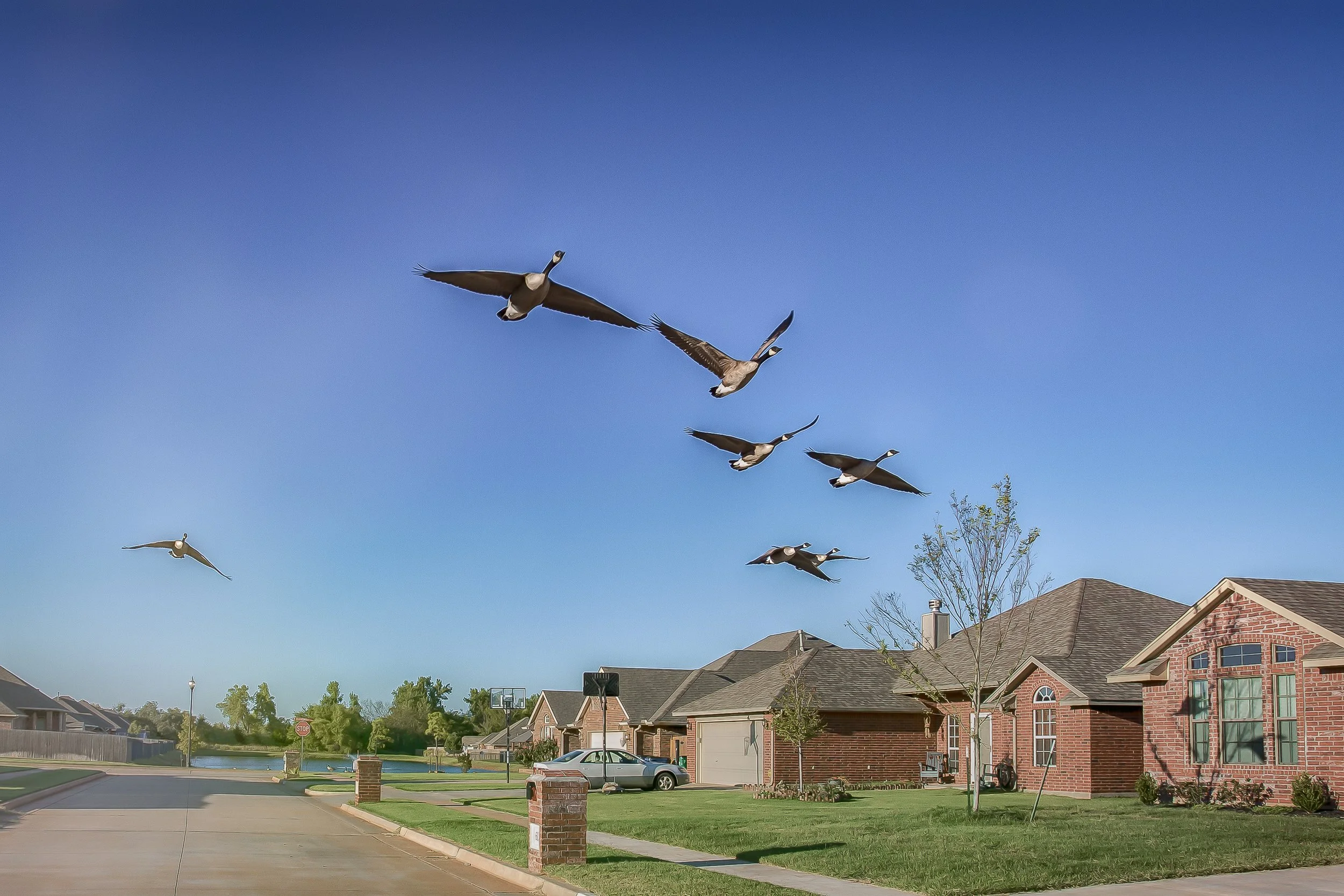 Canada geese flying over brick homes in the Hunters Hill neighborhood of Mustang, Oklahoma, beneath a clear blue sky.