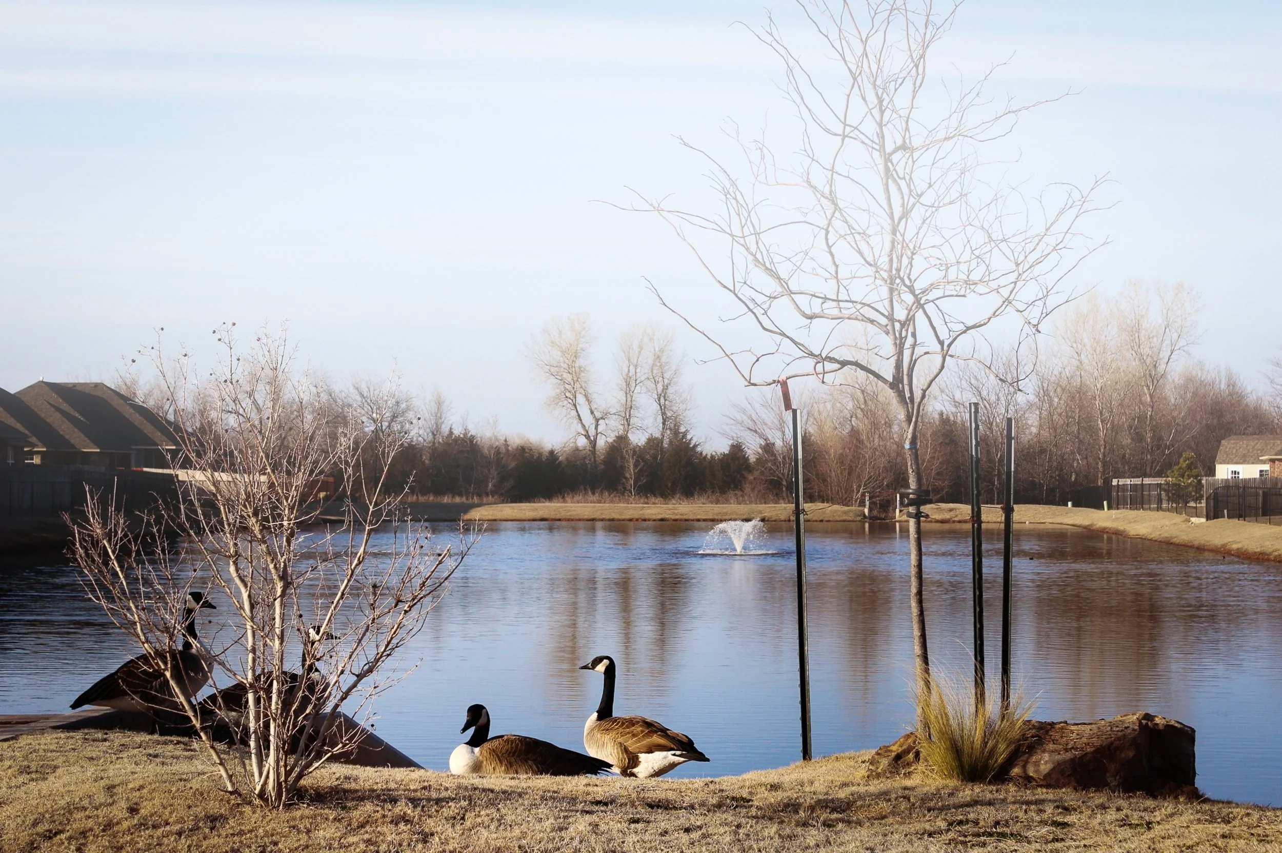 Canada geese resting beside the neighborhood pond in Hunters Hill, Mustang, Oklahoma, with ducks on the water and homes visible beyond the trees.