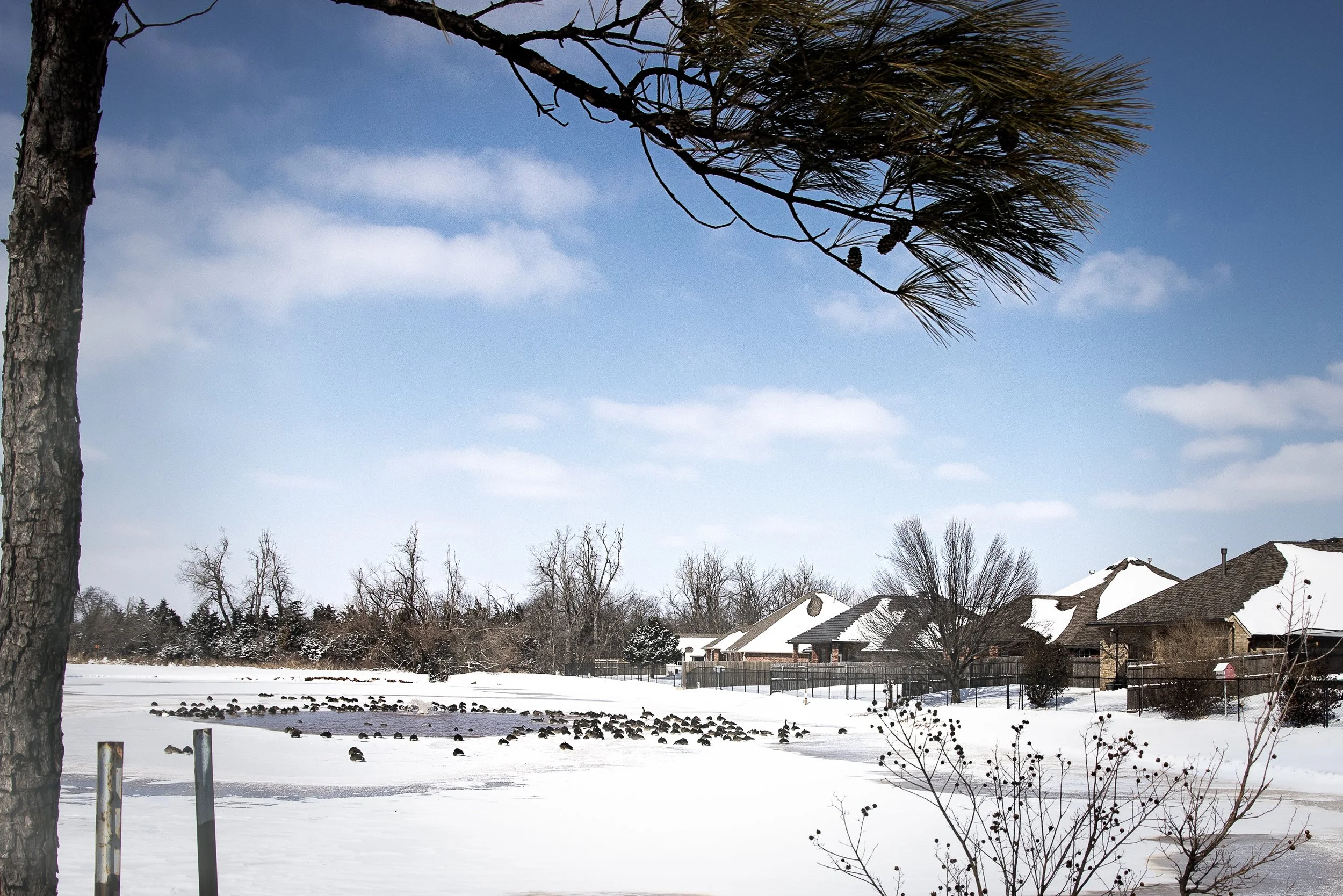Snow-covered pond in the Hunters Hill neighborhood of Mustang, Oklahoma, with ducks on partially frozen water, trees, and residential homes in the background.