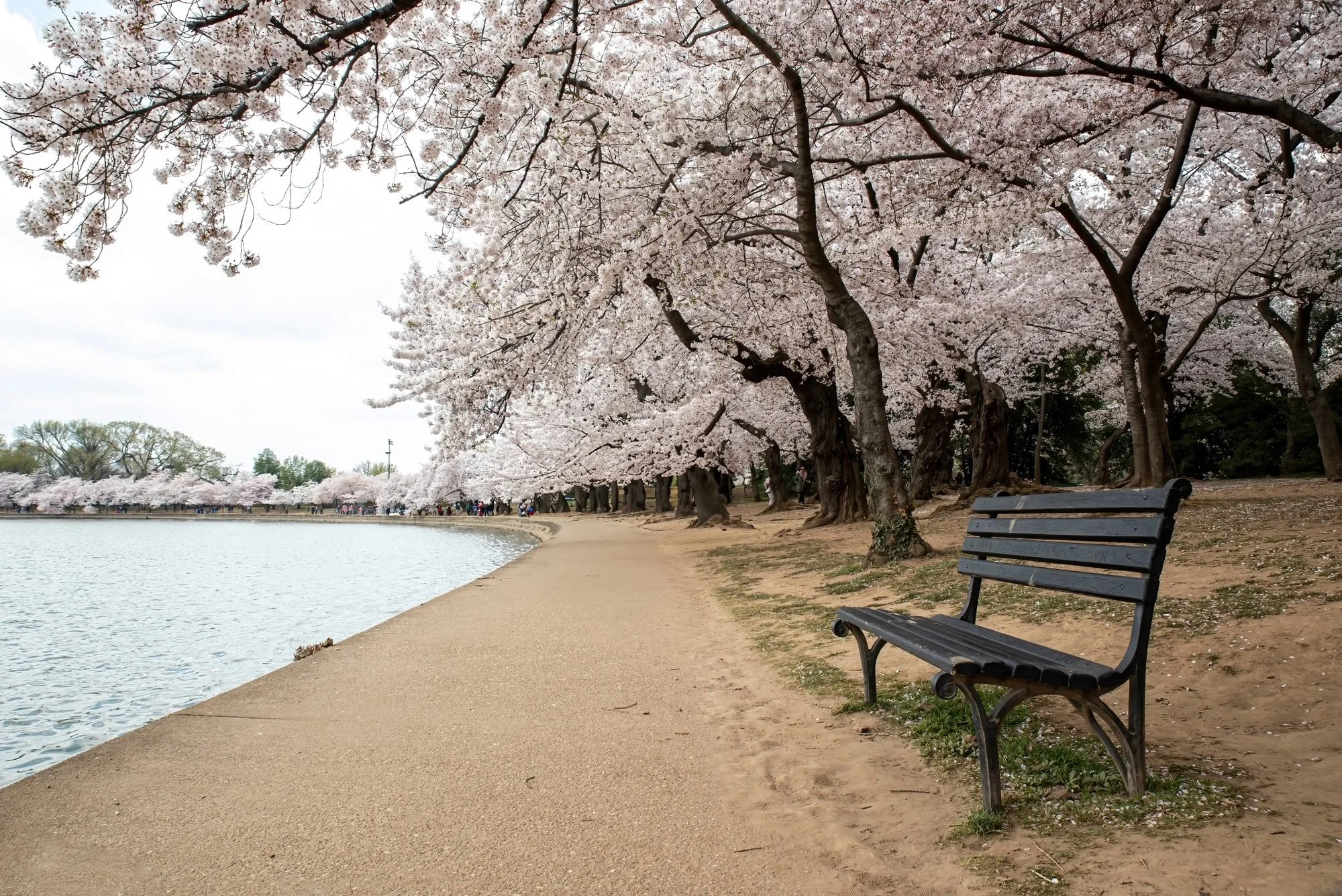 A peaceful lakeside scene with cherry blossom trees in full bloom along the shore. There is a sandy walking path with an empty park bench, and a large crowd of people visible in the background among the trees. The sky is overcast.