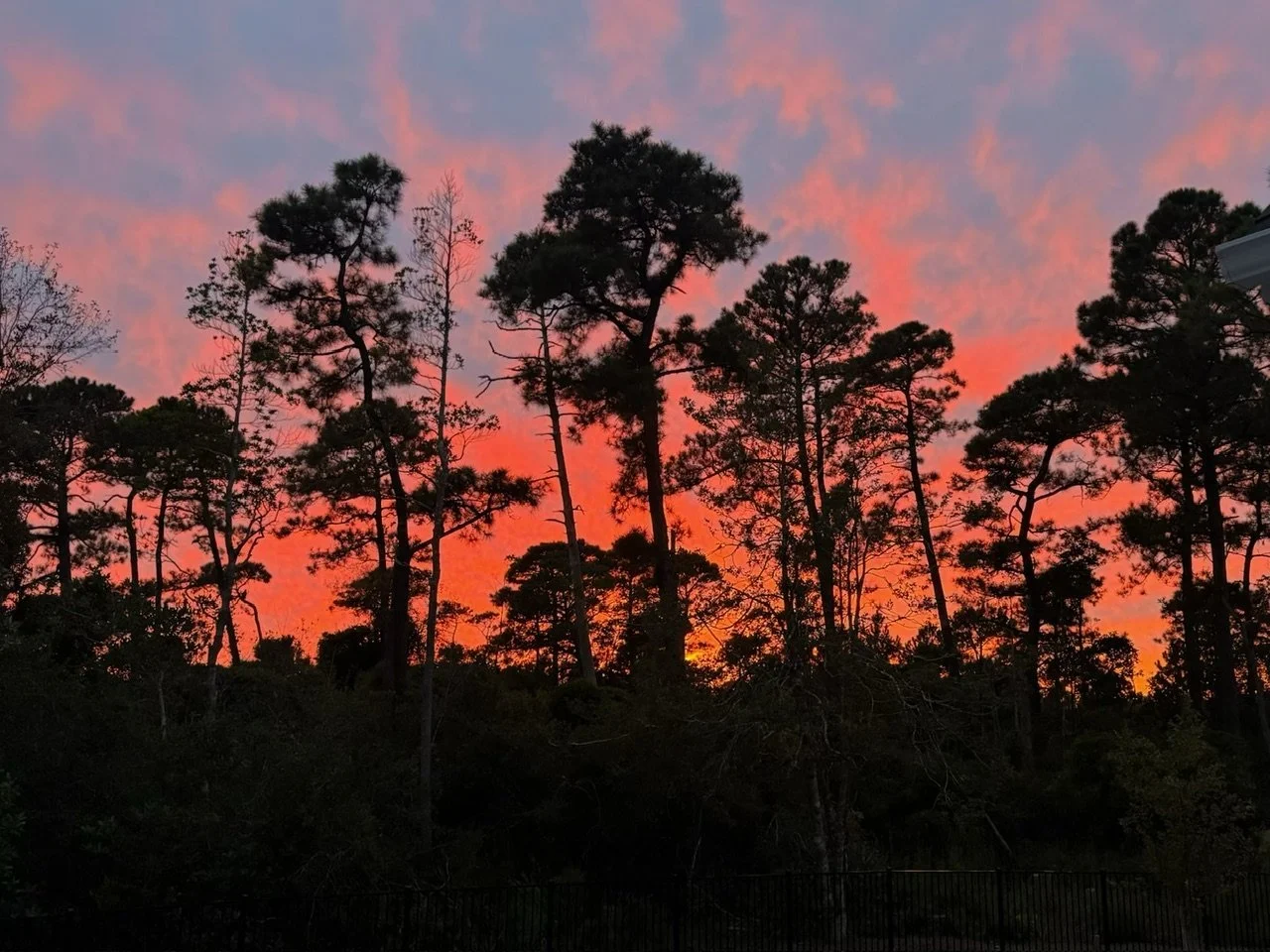 Silhouetted pine trees against a vibrant pink and orange sunset sky.