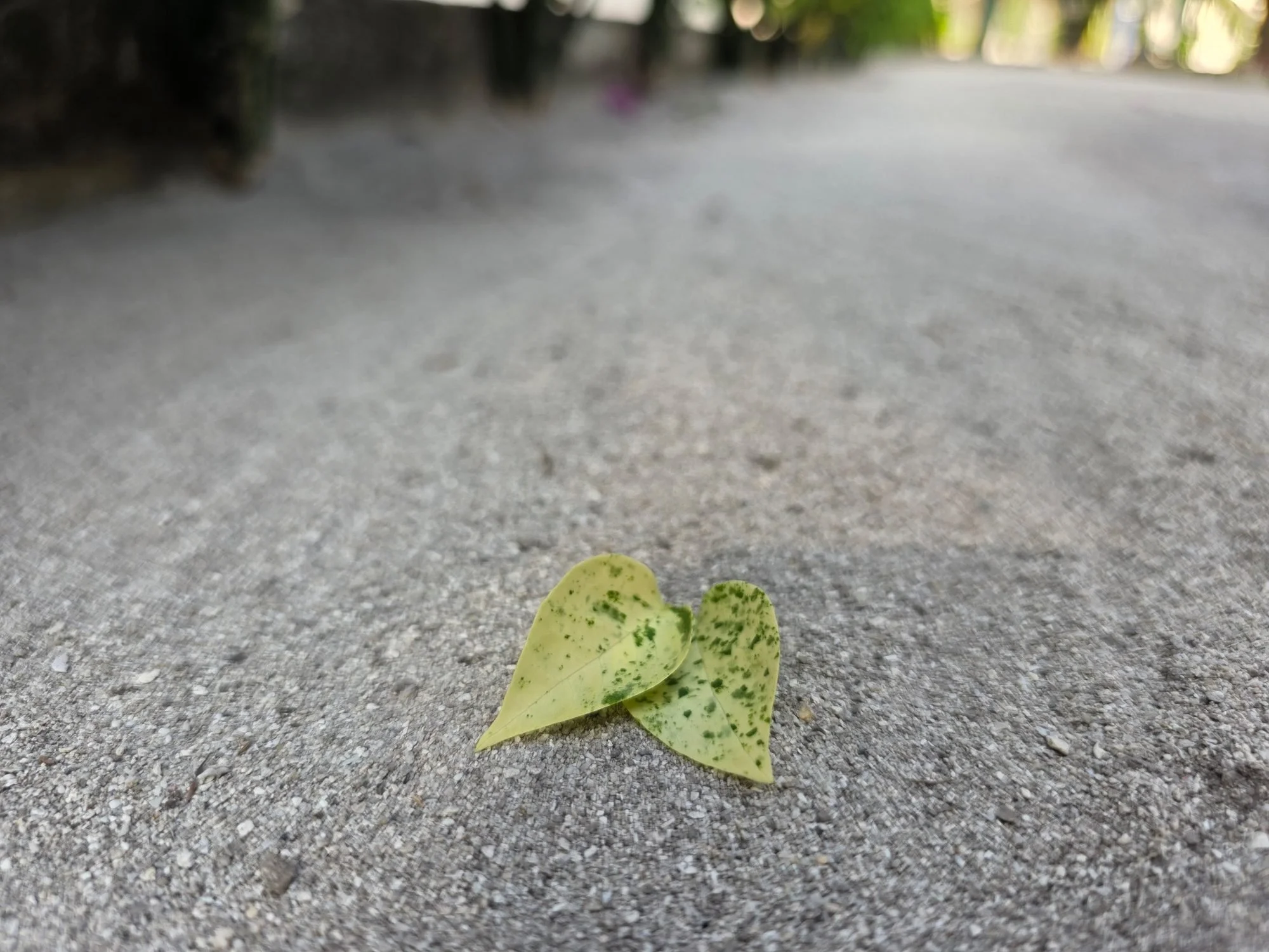 Green and yellow leaf on the ground.