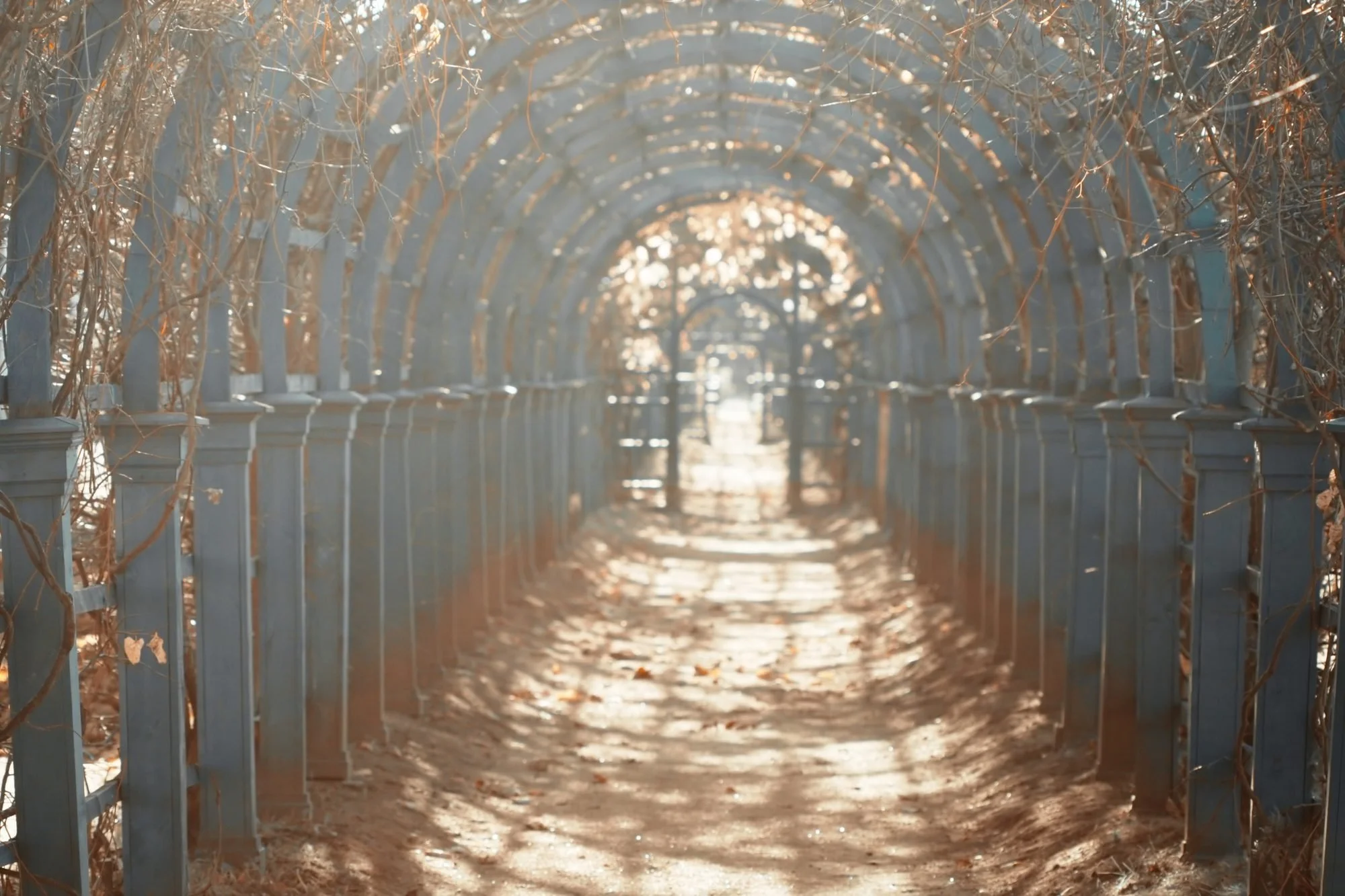 A pathway through a series of metal arches covered in leafless vines, with sunlight filtering through and fallen leaves on the ground.