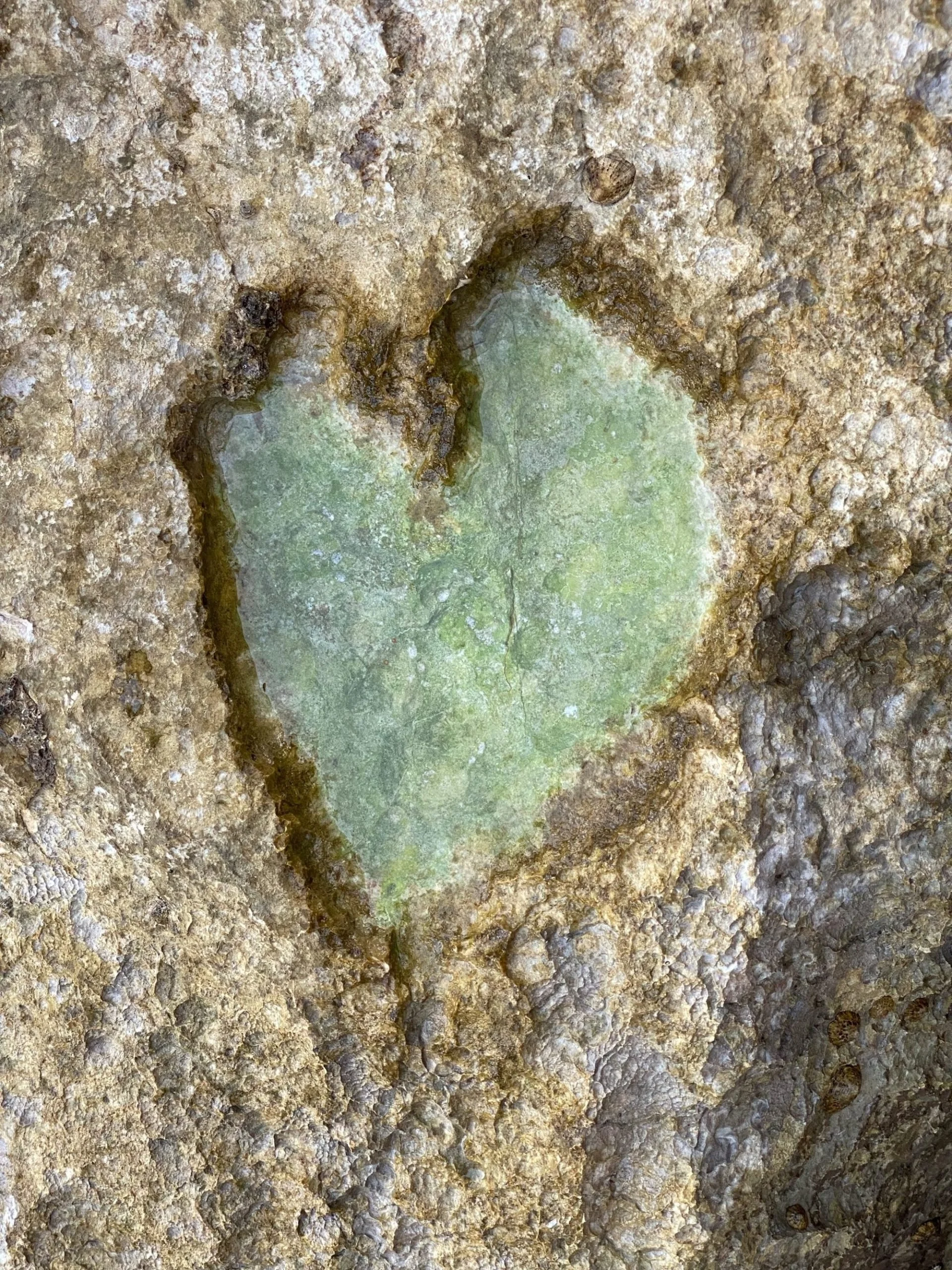 Close-up of a rocky surface with a shallow, irregularly shaped pool of water with a greenish tint.