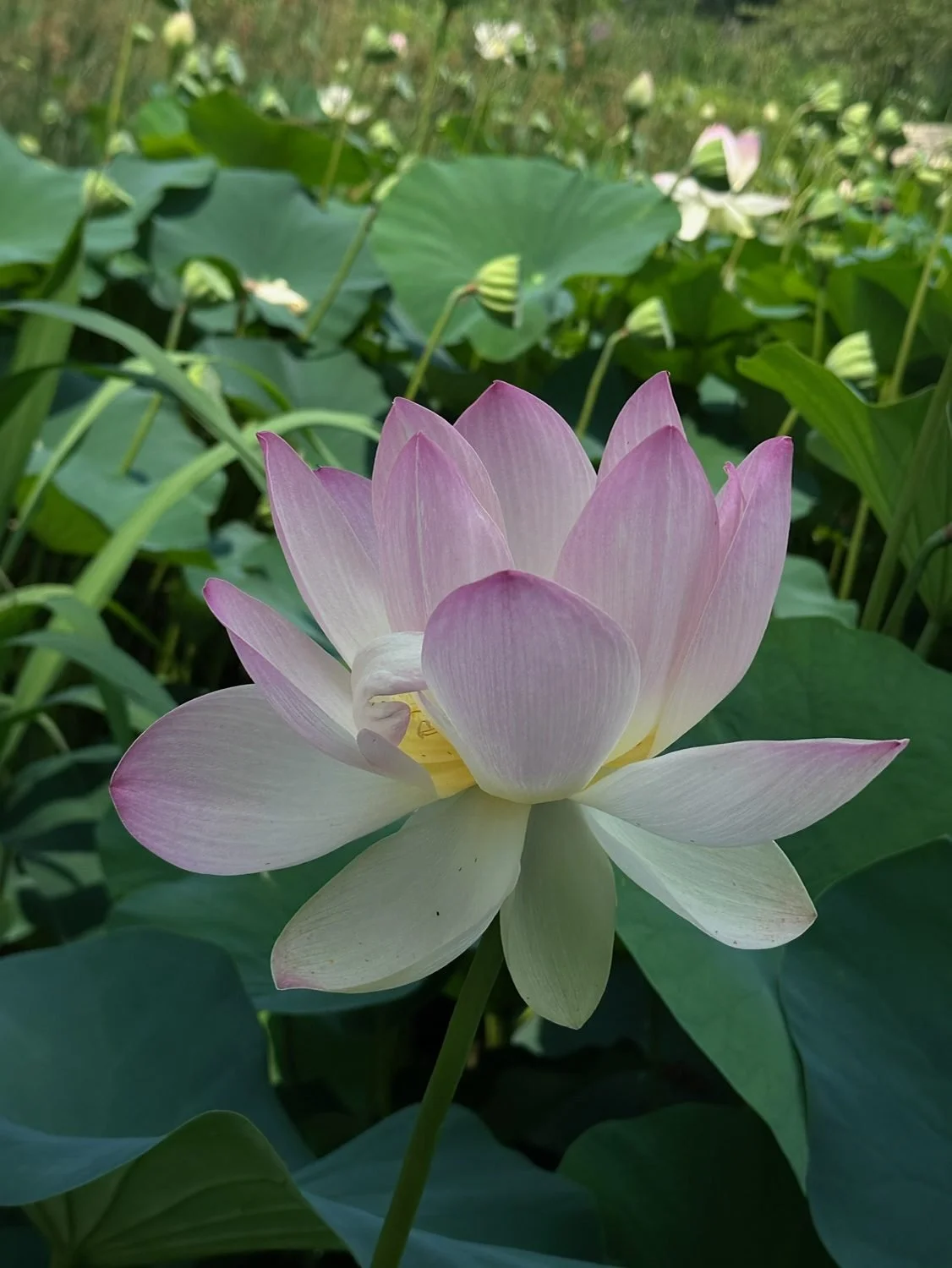 Close-up of a pink and white lotus flower in bloom surrounded by green leaves and lotus pond plants.