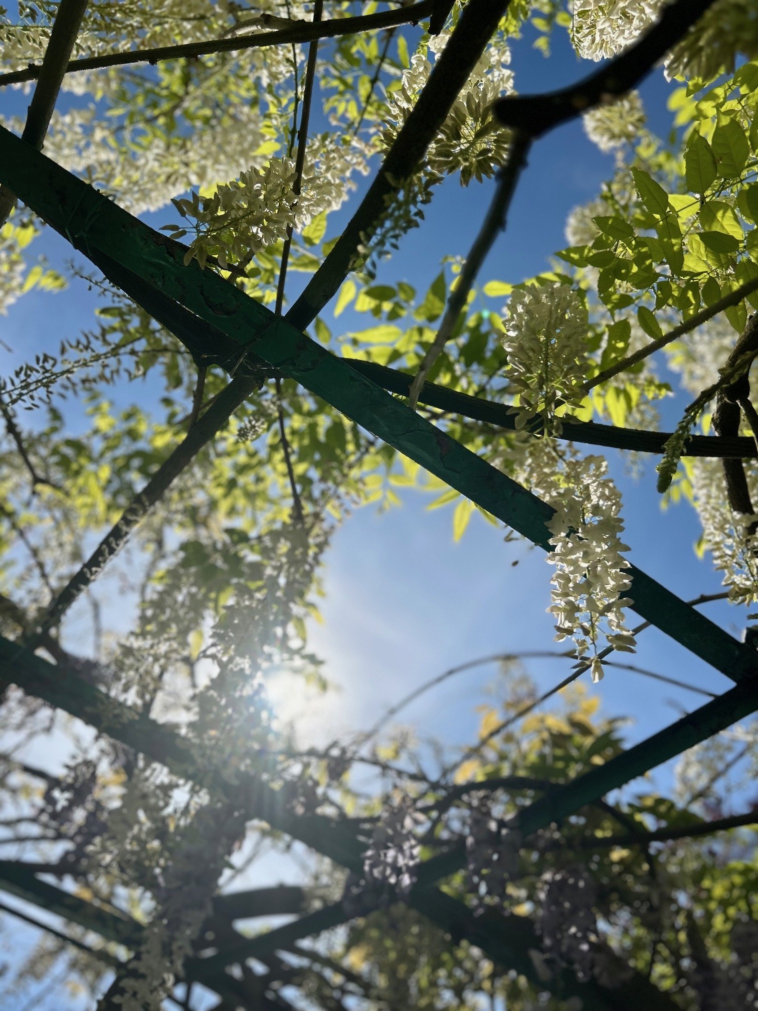 Tree branches with white blossoms and green leaves, blue sky in the background