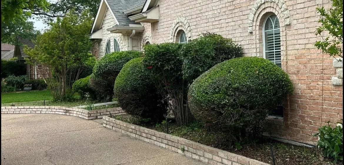 Front yard with neatly trimmed bushes and a brick house with arched windows.