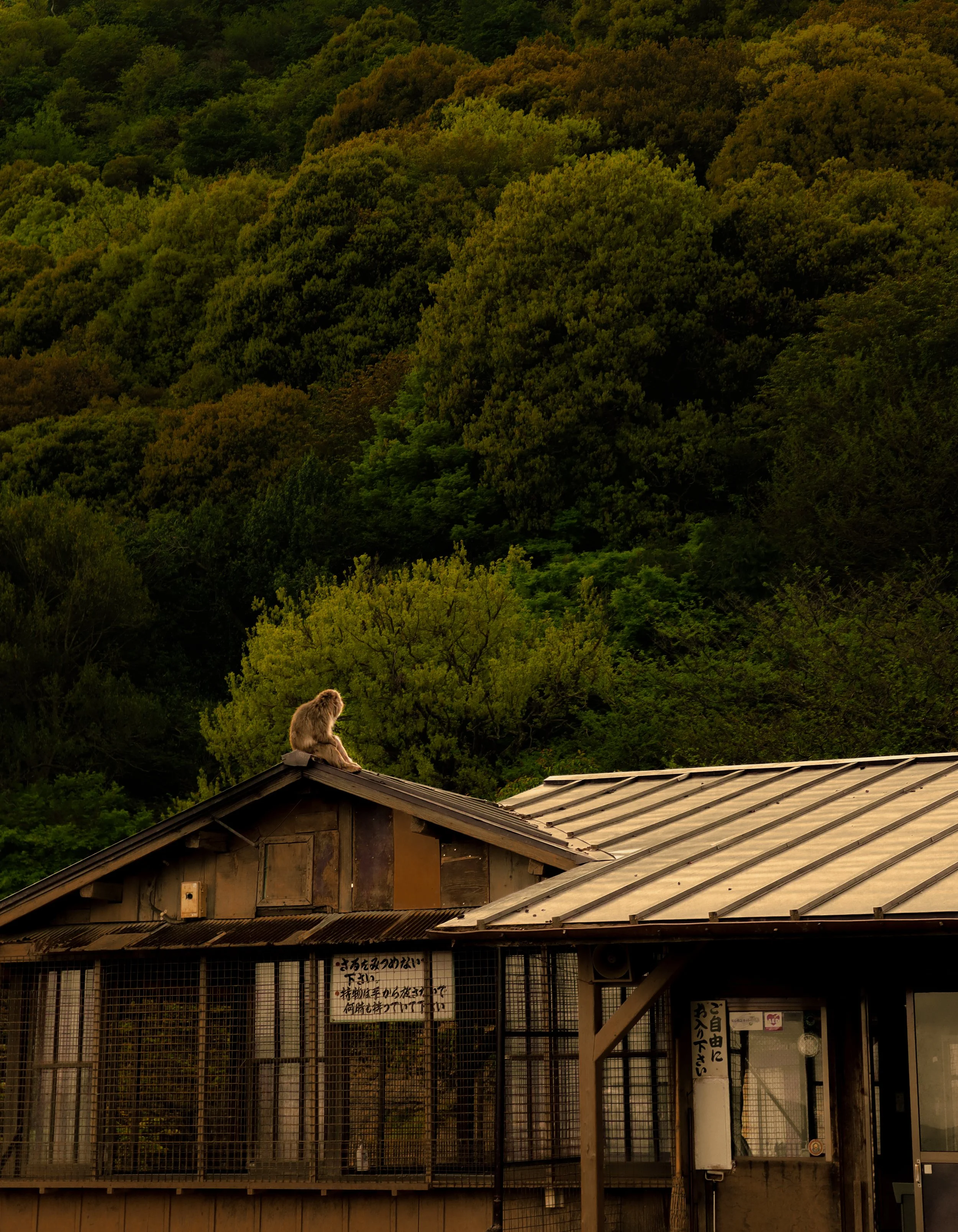 A wooden building with a metal roof in front of a lush green forested hillside. A monkey is sitting on the roof's edge, facing left.