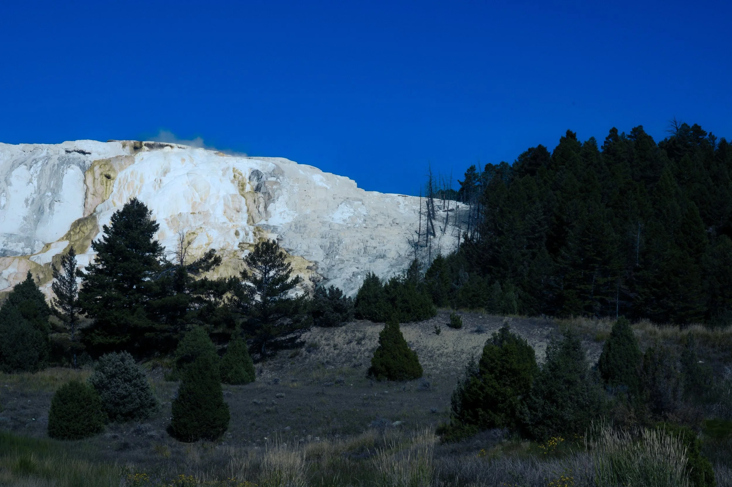 Snow-capped mountain with a forest of pine trees in the foreground and a clear blue sky overhead.