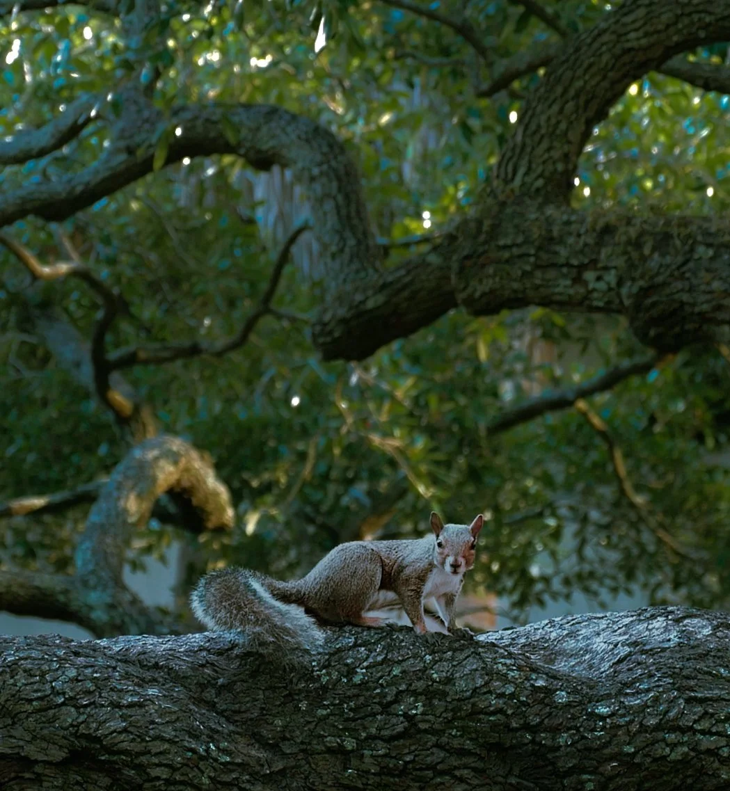 A squirrel standing on a large tree branch with green leaves and twisted branches in the background.