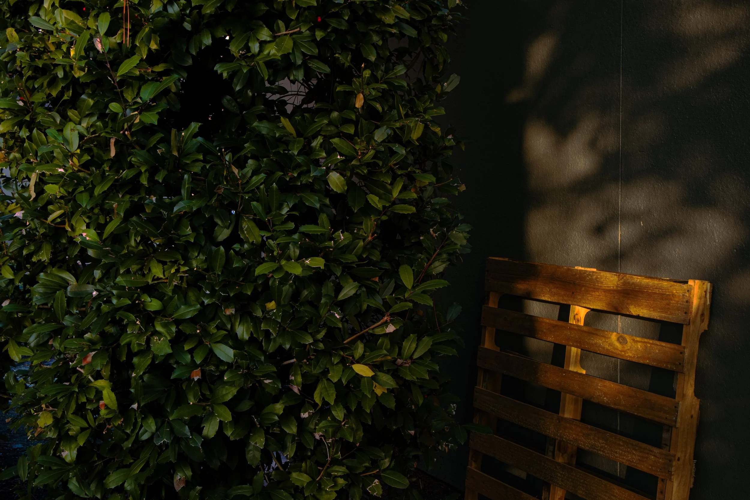 A wooden bench next to a large hedge with dark green leaves, illuminated by sunlight.