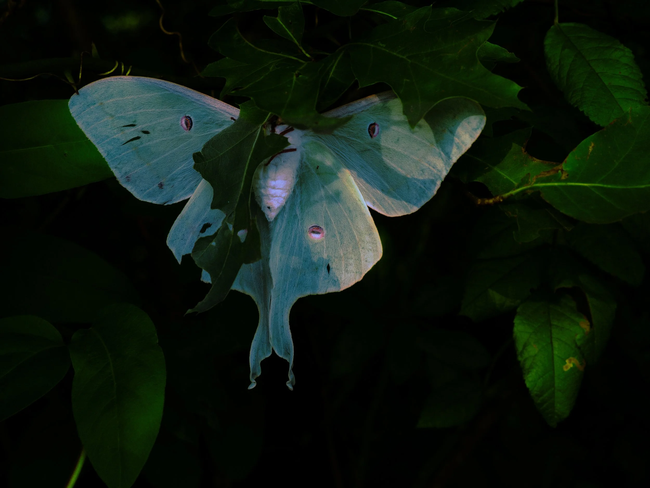 A white butterfly with black markings and pink eyespots on its wings, resting on green leaves.